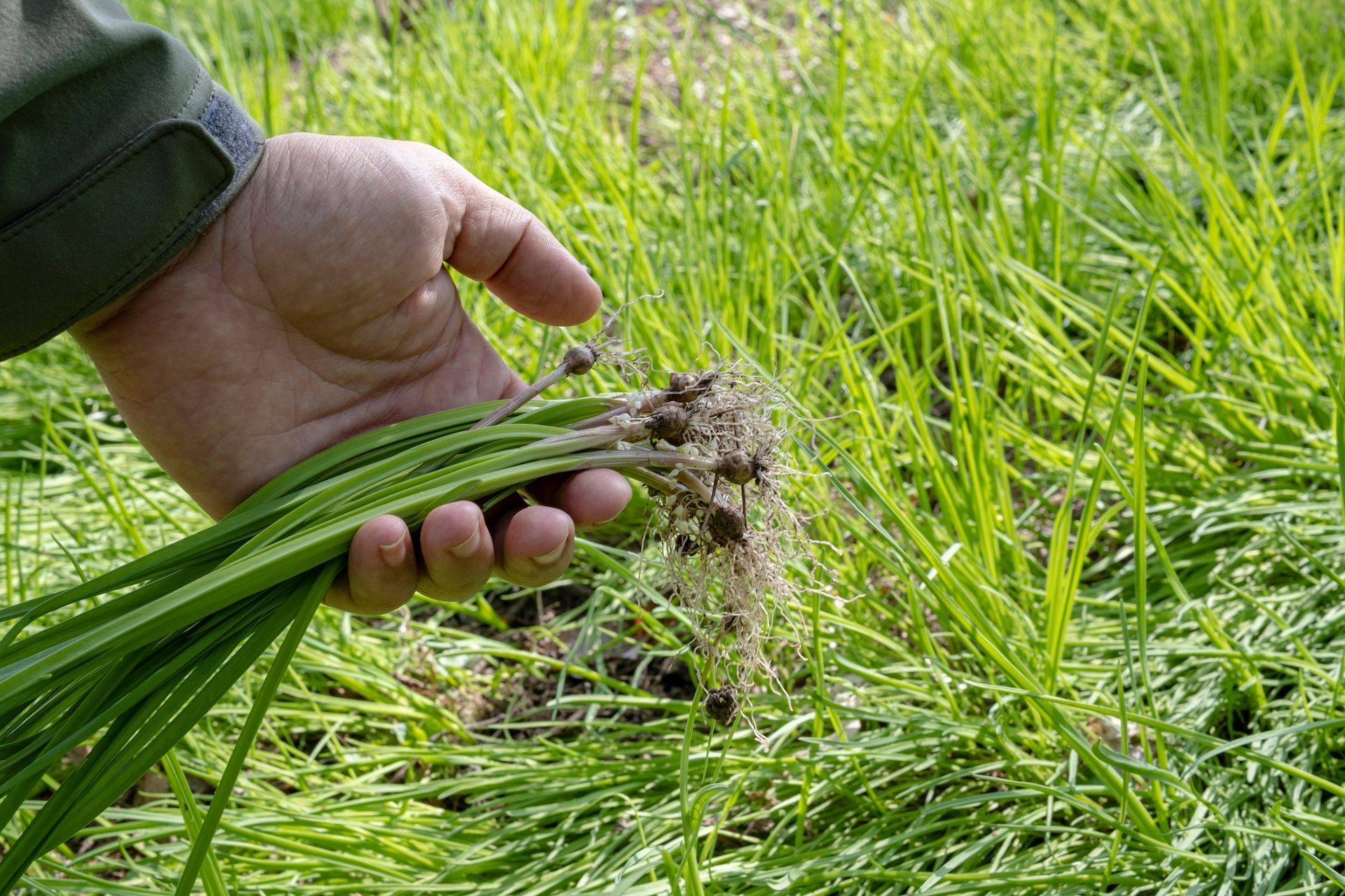 A hand holds wild greens, foraging in summer concept.