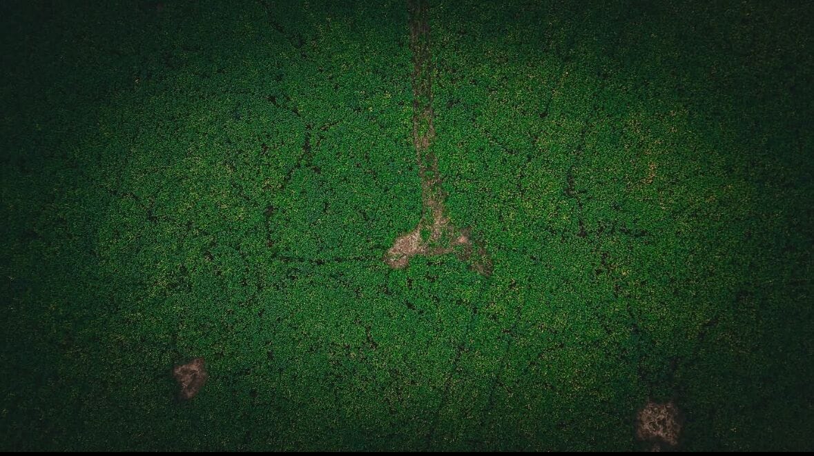 Overhead view of food plot.