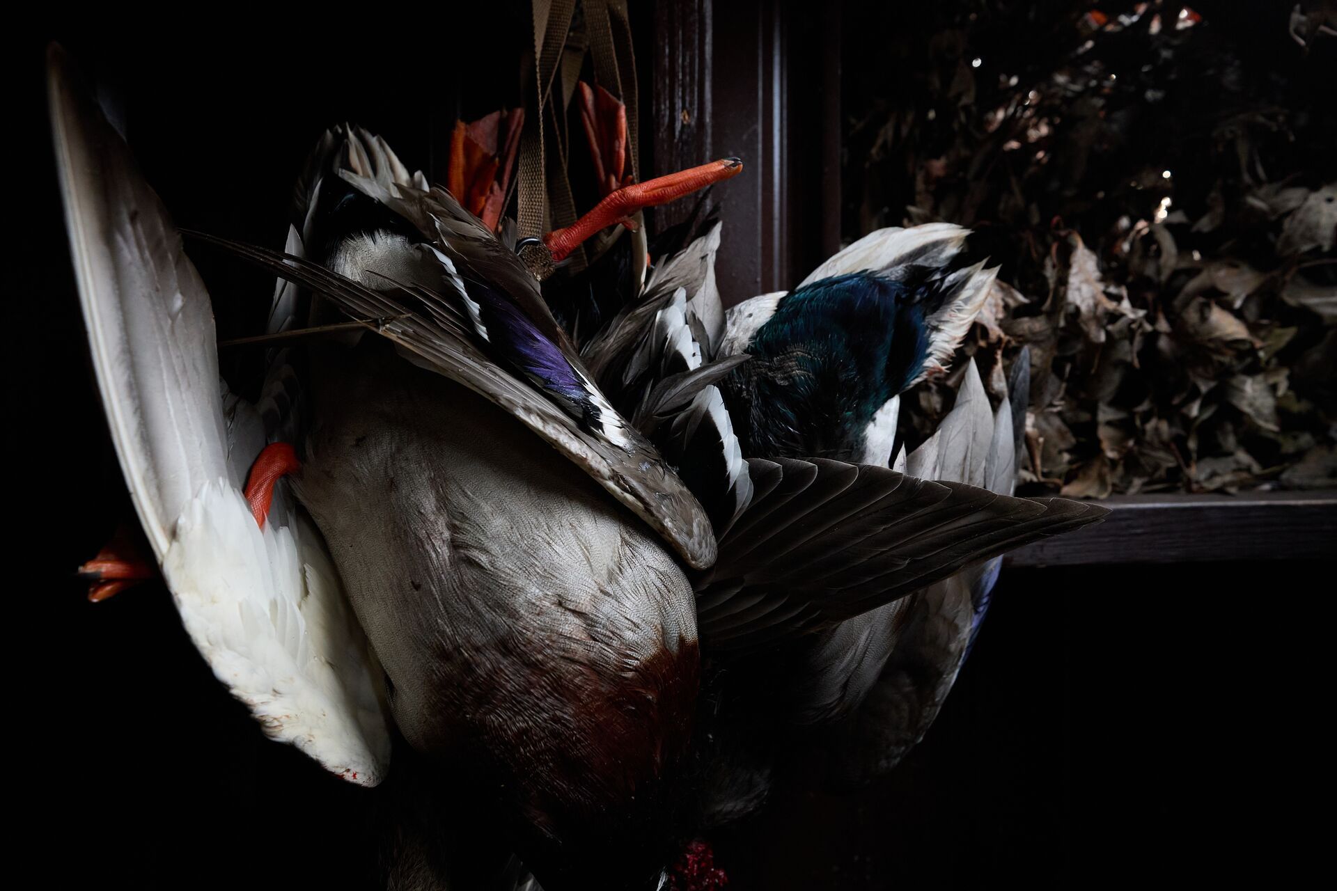 Hunted ducks hang in hunting blind, what is poaching concept.