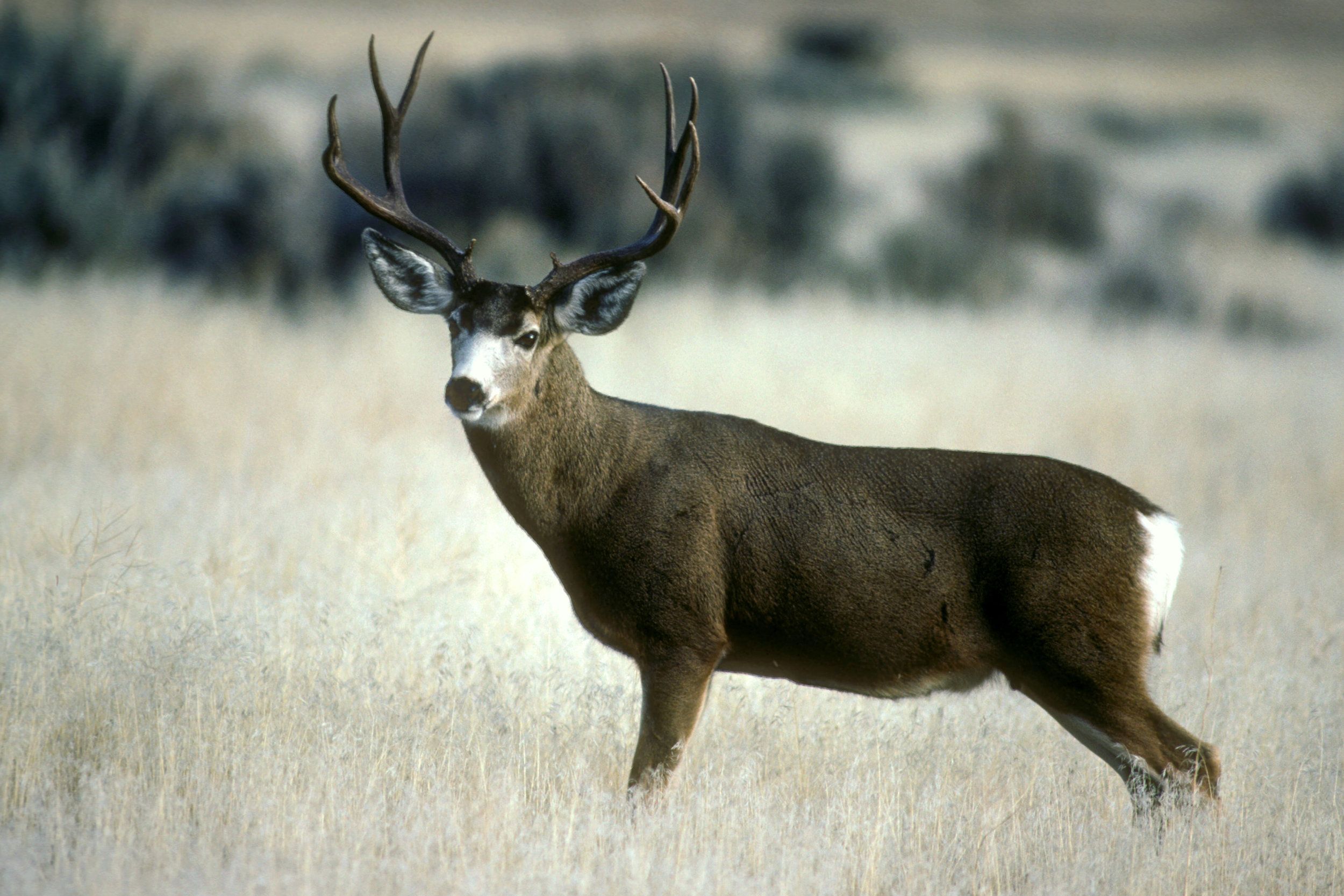 A mule deer buck in a field, AZ Strip mule deer hunt concept.