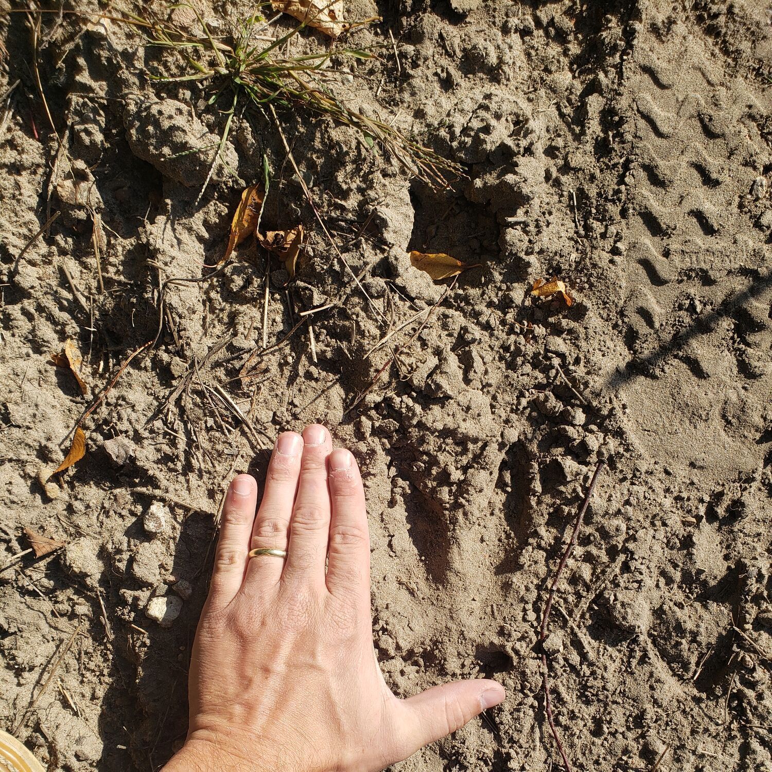 Hand next to deer tracks in the dirt, public land deer hunting near me concept.