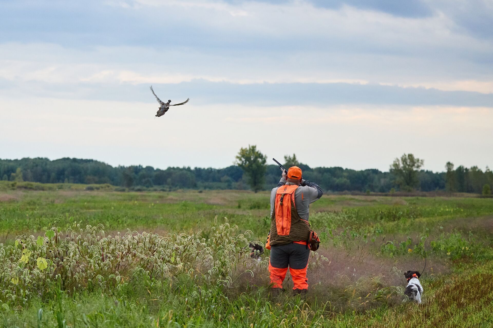 Hunter in blaze orange shoots at pheasant in flight.