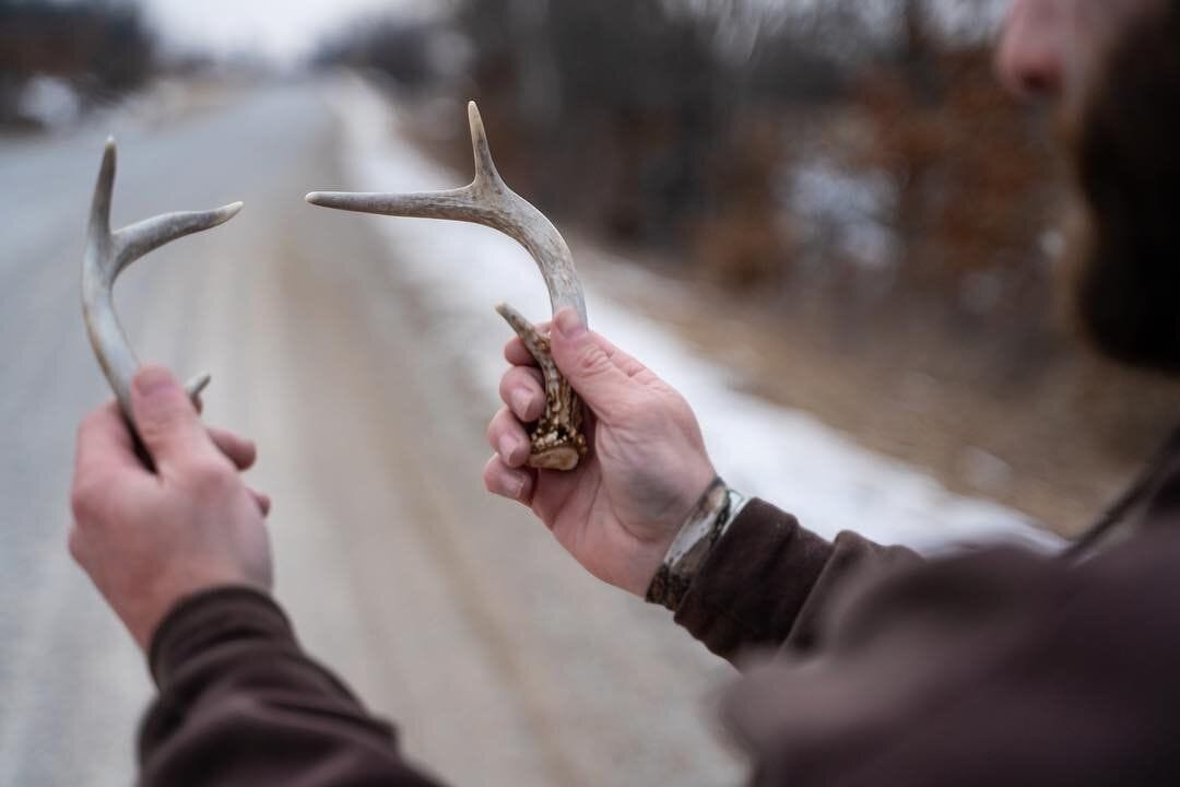 Close-up of hands holding up two deer antlers, how to find shed antlers concept.