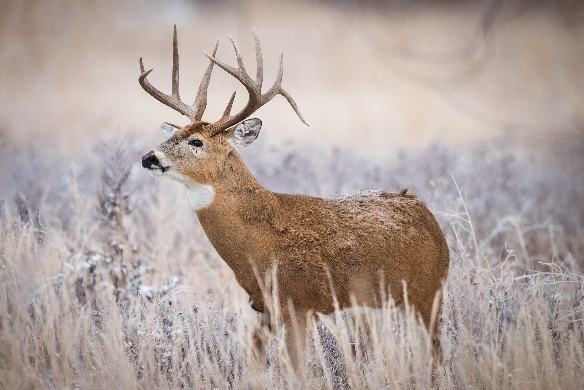 Sideview of a whitetail buck in tall grass, Wisconsin deer hunting concept.