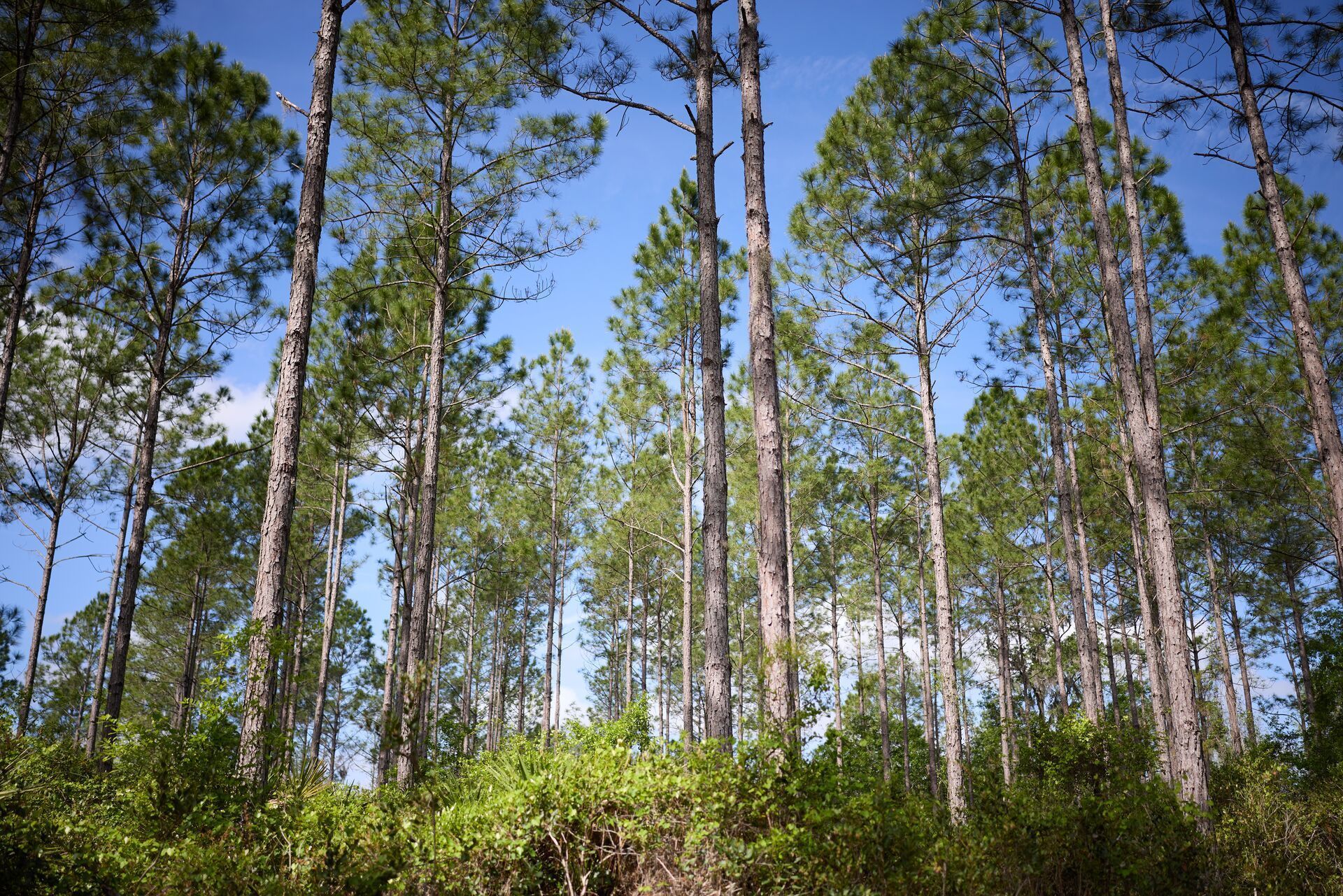Florida hunting land with tall trees, find free hunting land concept.