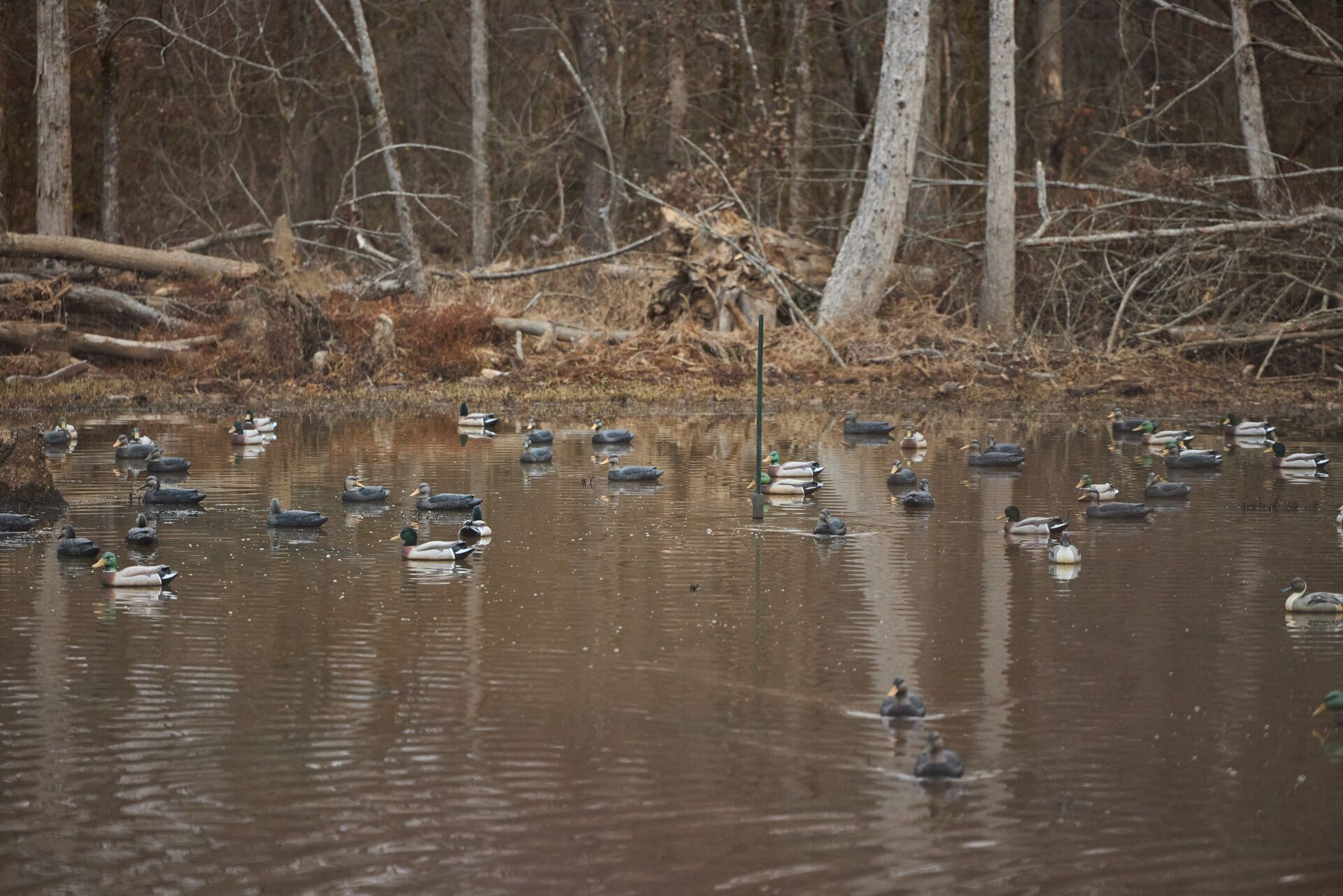Duck decoys floating on the water, duck decoy setup concept.