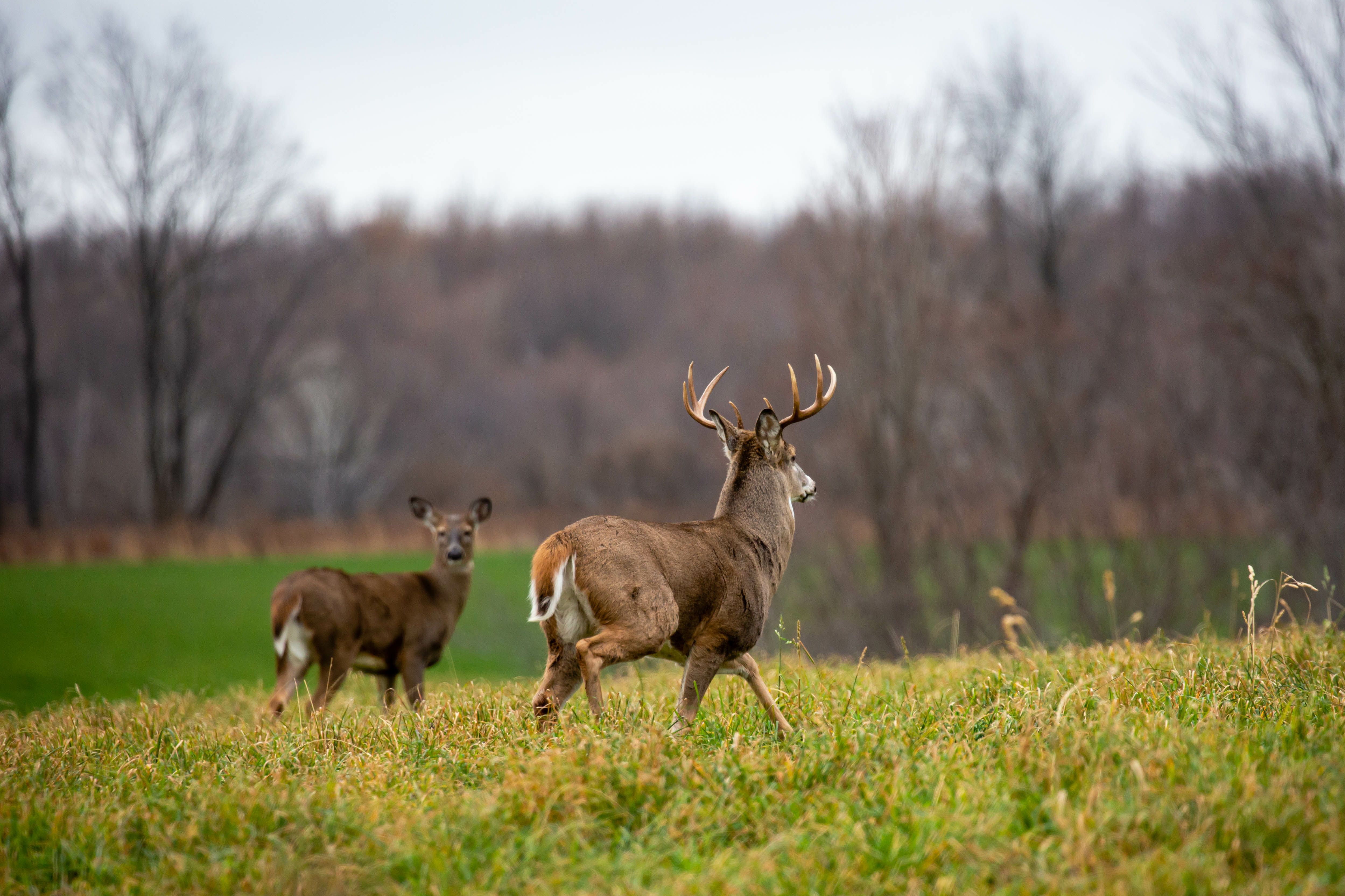 A mature whitetail buck with a button buck or doe.