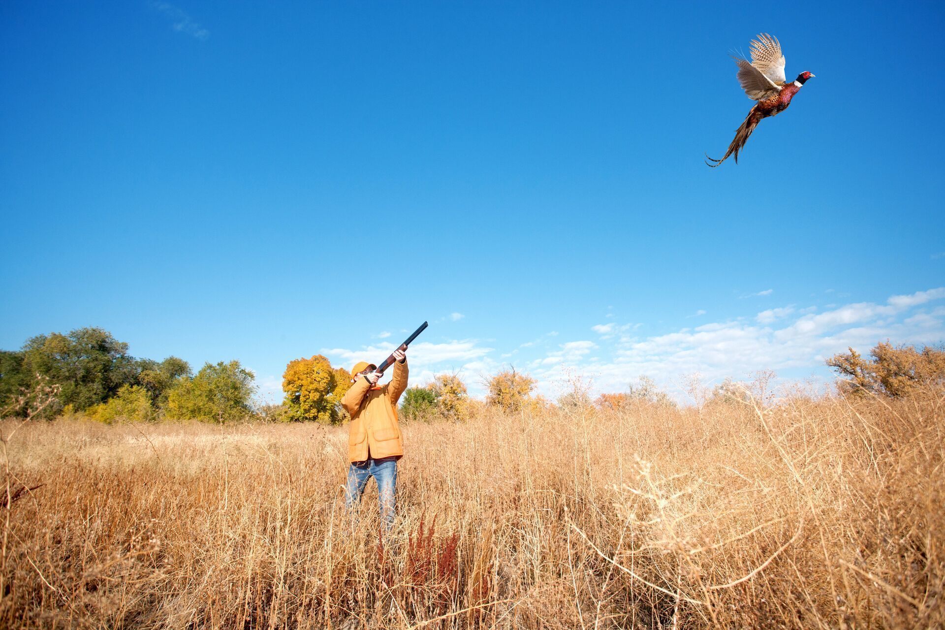 A hunter flushes out a pheasant and aims a shotgun.