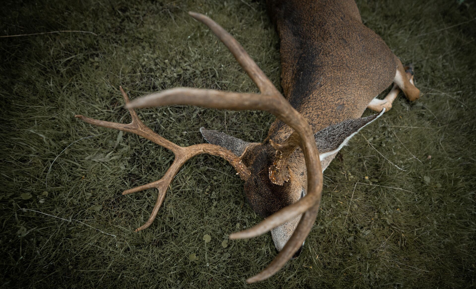 Looking down at a buck on the ground after hunt, pre rut hunting tips concept.