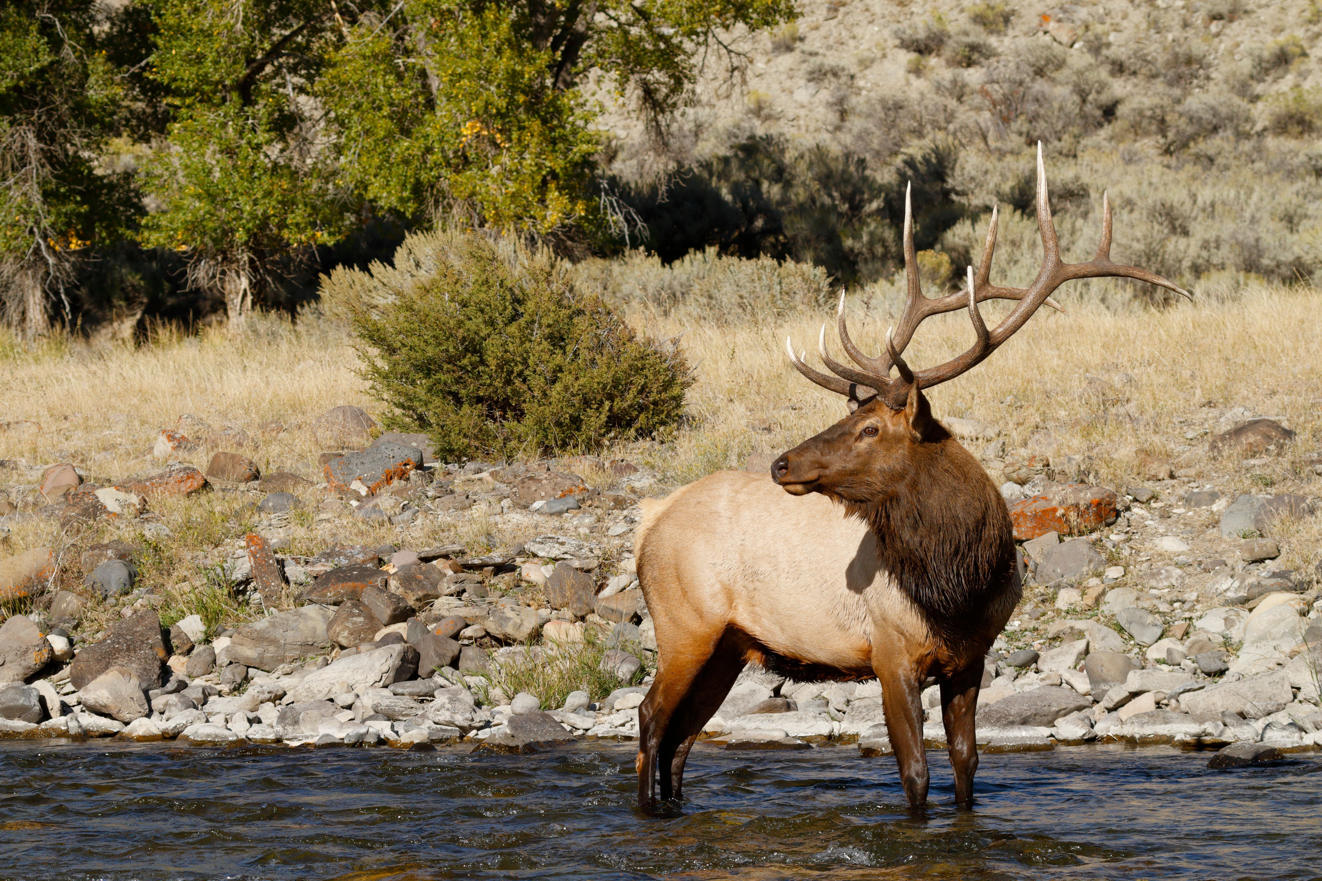 An elk standing in a river, when is elk hunting season in Wyoming concept.