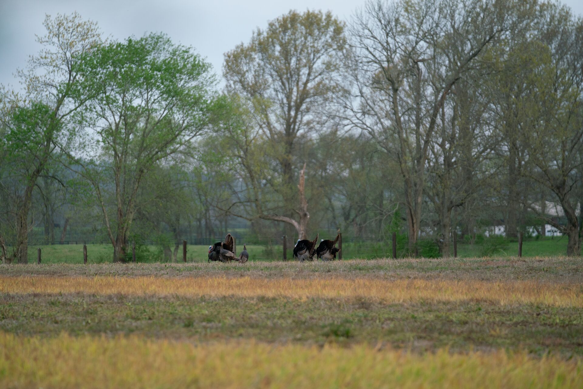 Several turkeys in the distance in a field, how to build a ground blind concept.