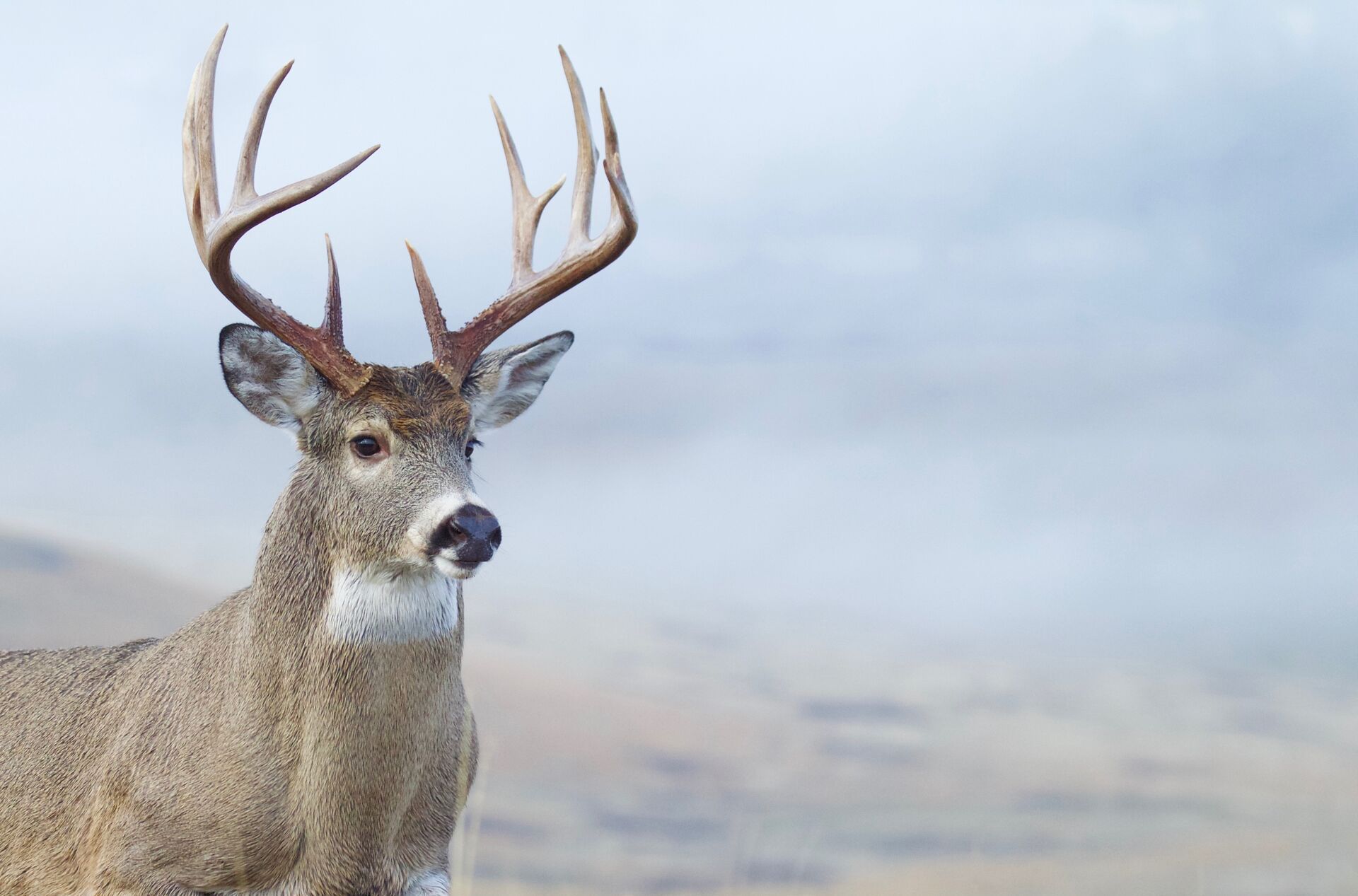 Close-up of a whitetail head and rack with a blurred background, deer hunting Wisconsin concept.