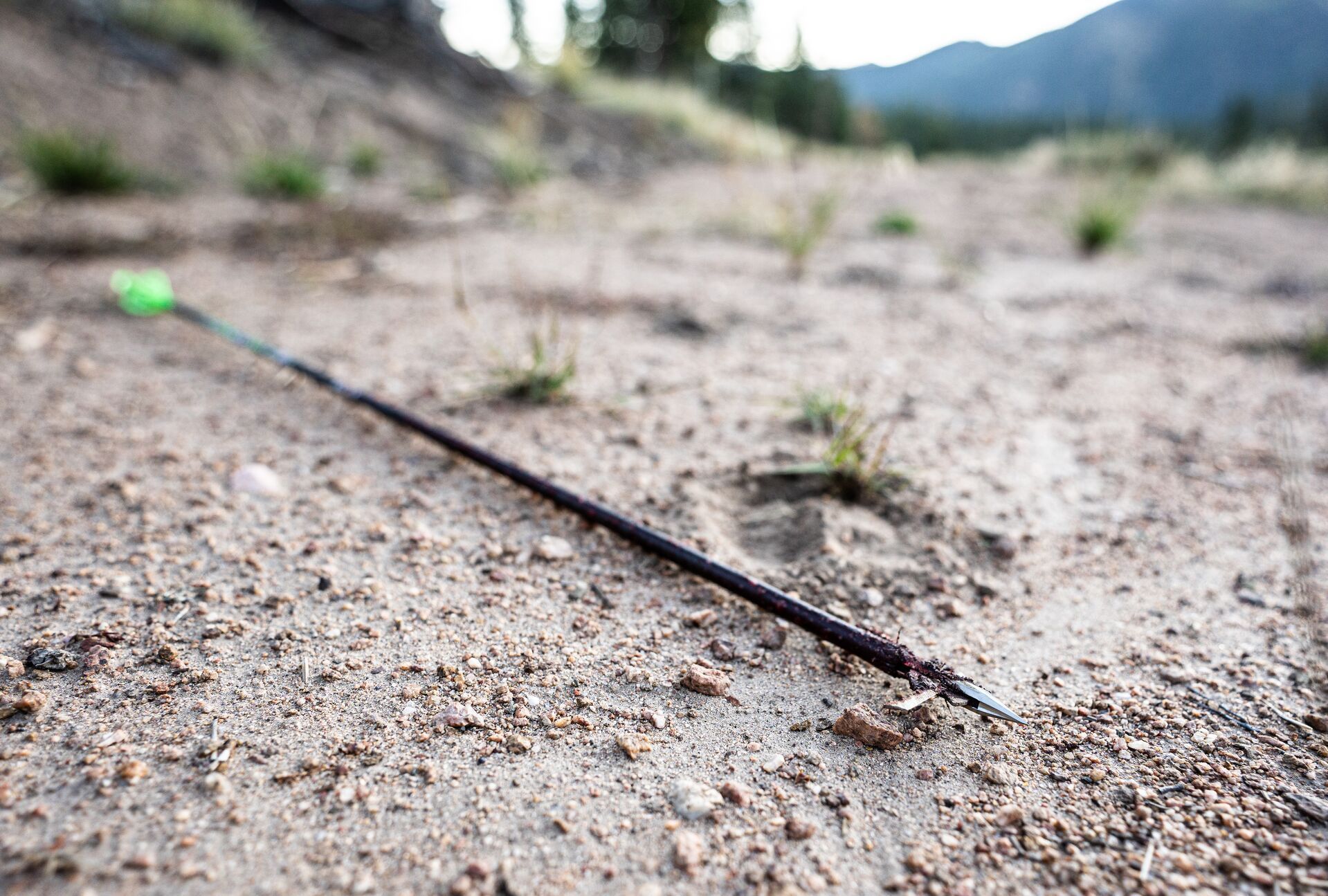 An arrow with blood on it on the ground, understanding broadhead grain for hunting concept.