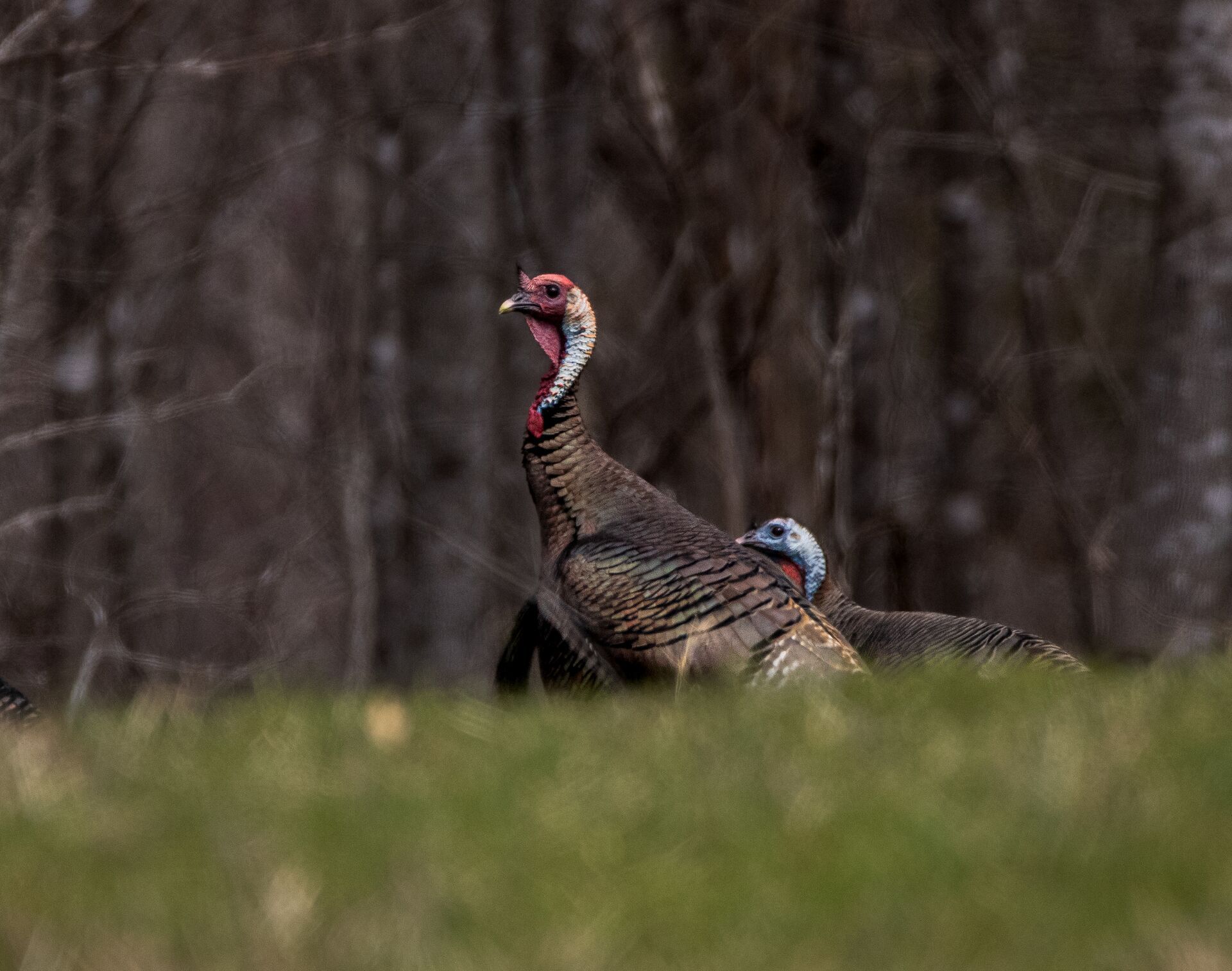 Two turkeys in the distance in a field.