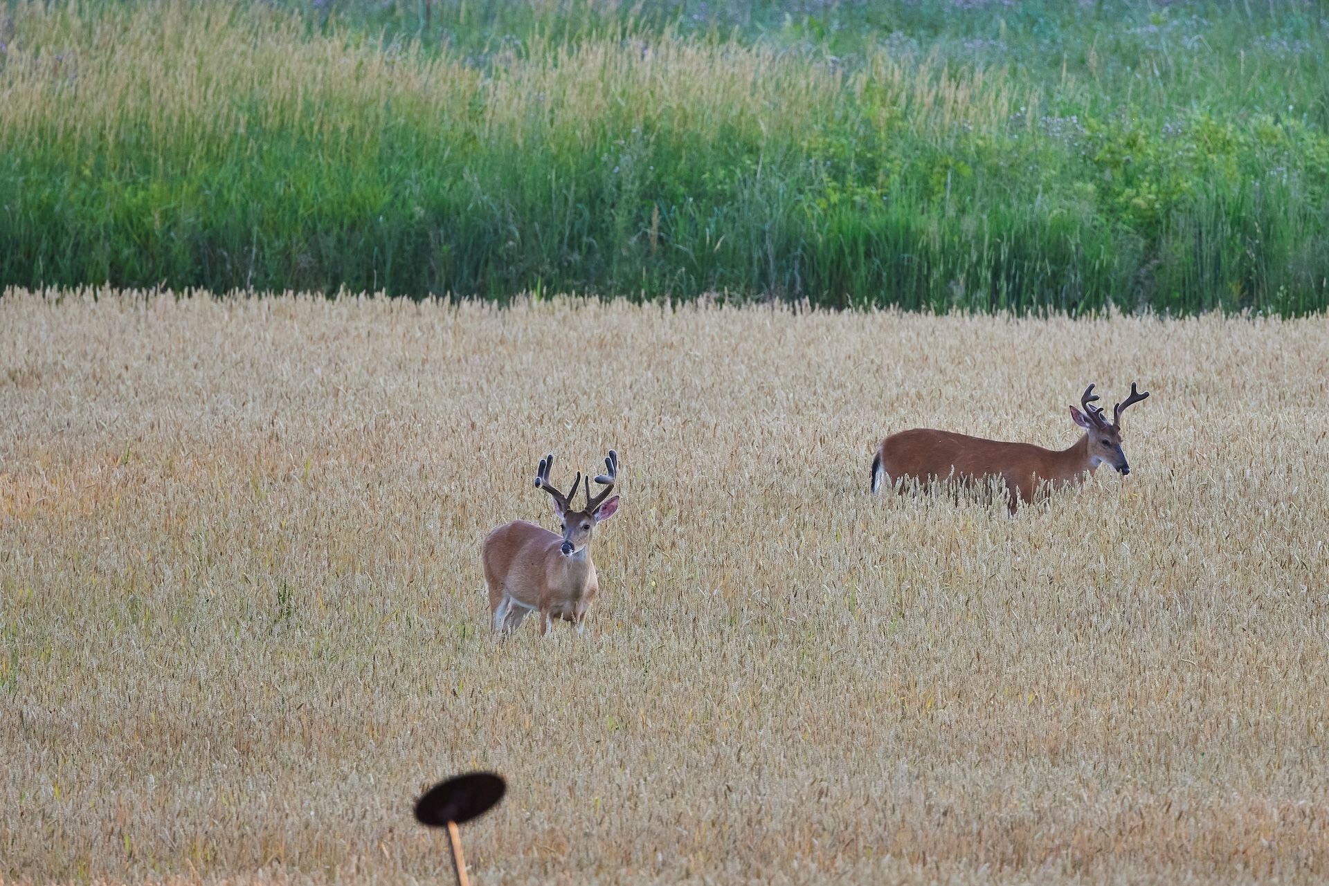 Two buck deer with velvet on antlers in a field,  deer antler growth by month concept.