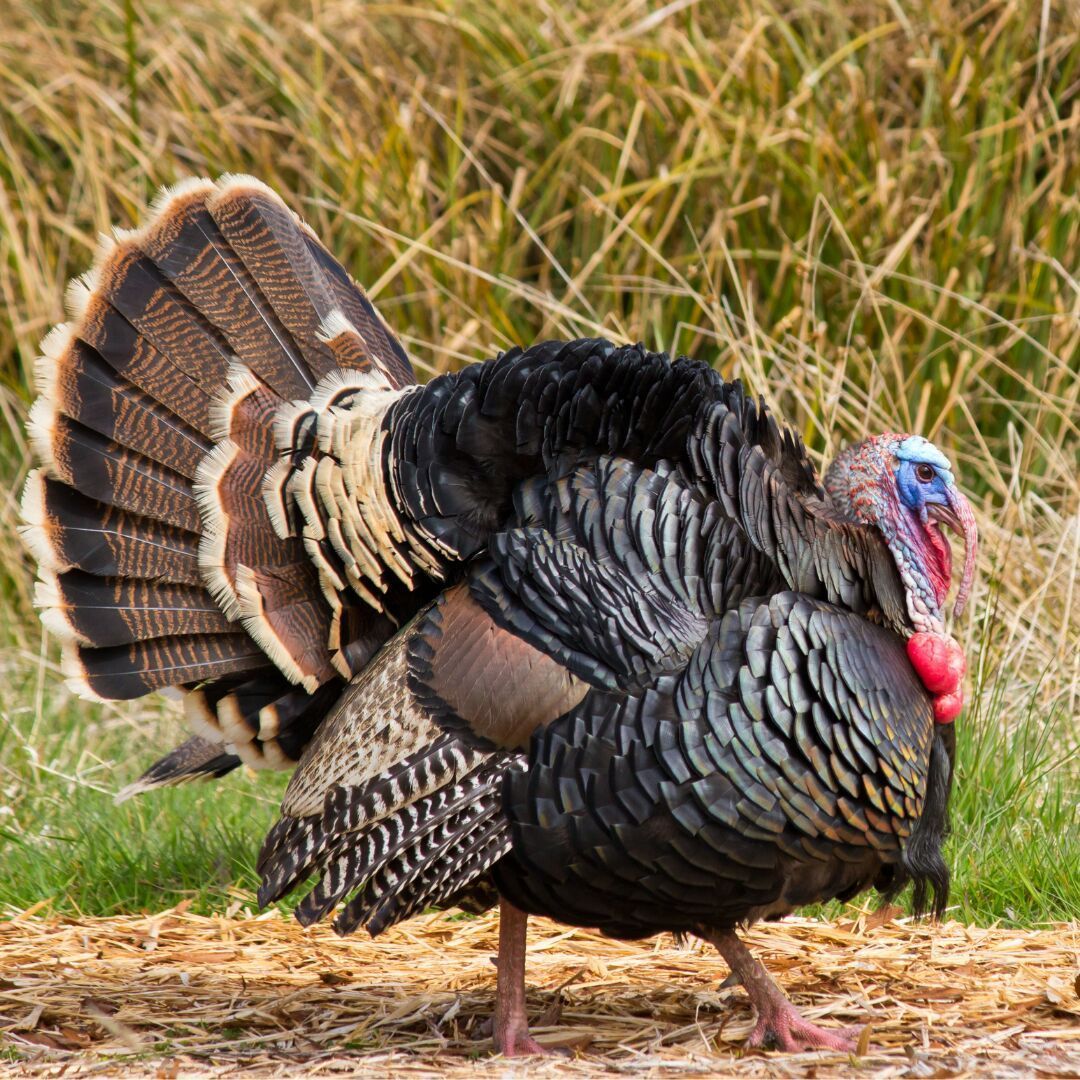 Side view of a Gould