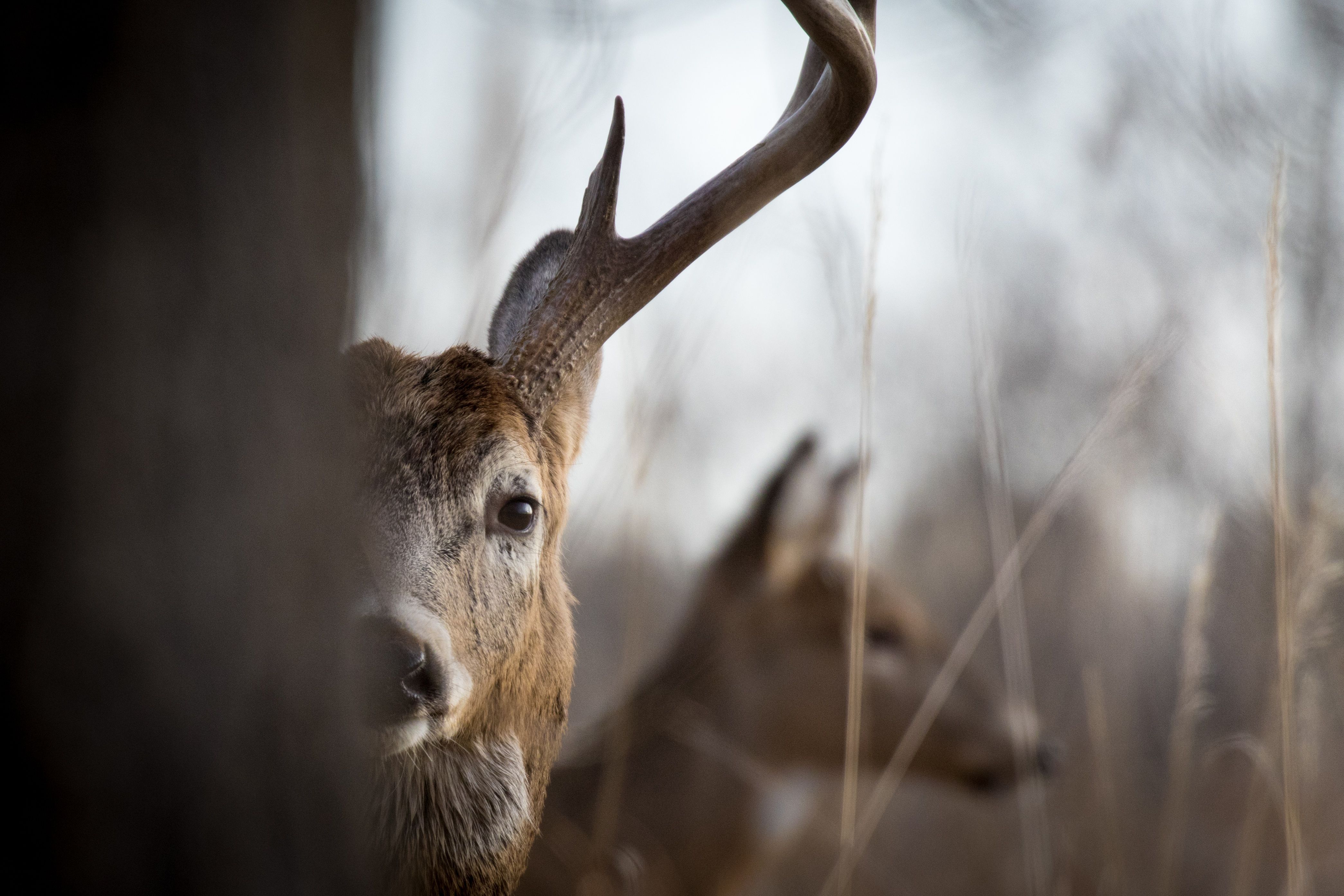 Close-up of a trophy buck behind a tree.