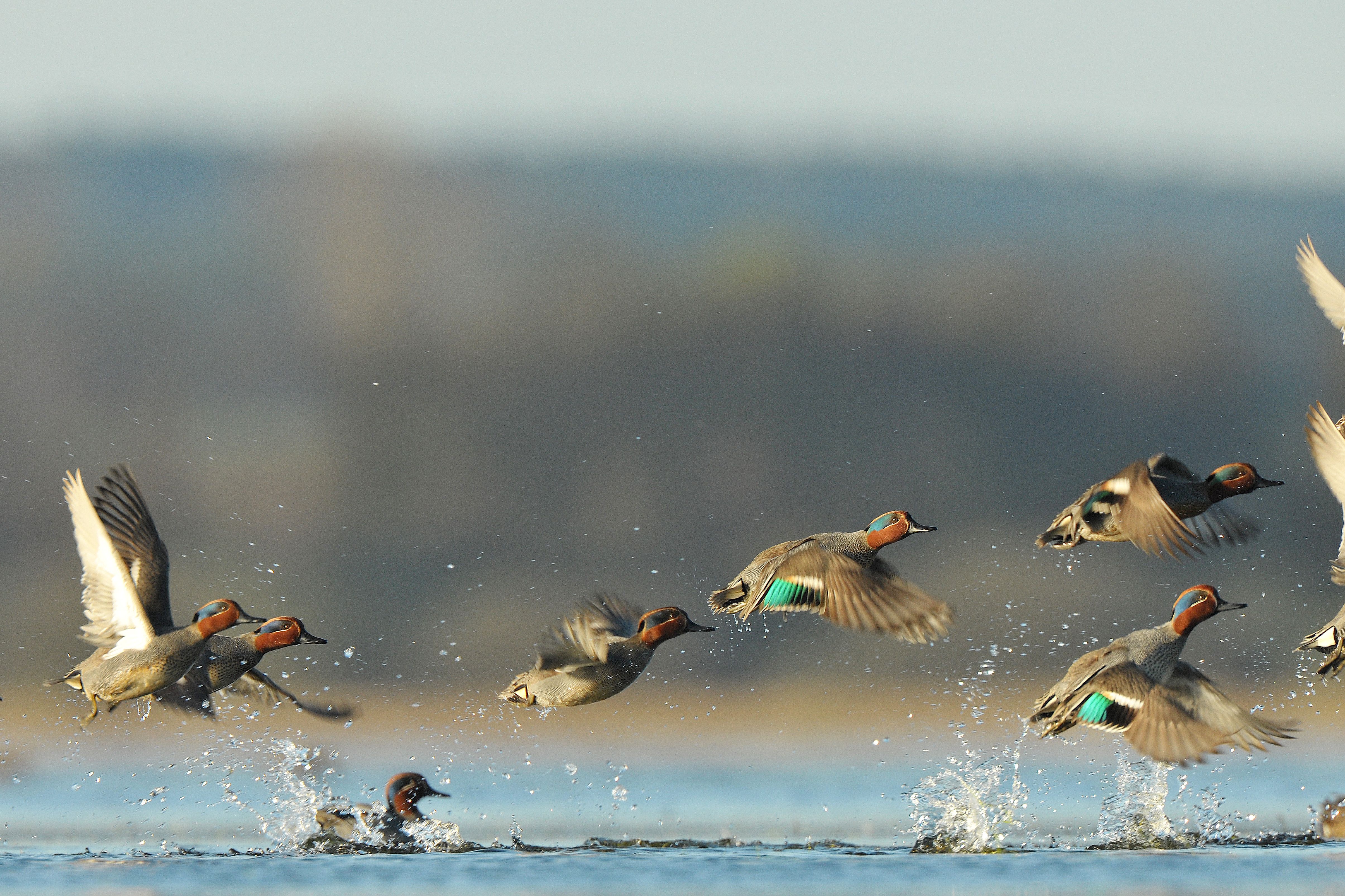 Ducks taking flight over the water, Louisiana hunting concept.
