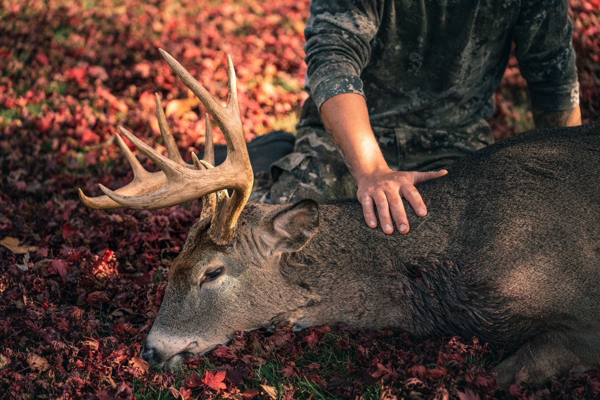 Hunter with hand on downed buck deer, what diseases do deer carry concept.