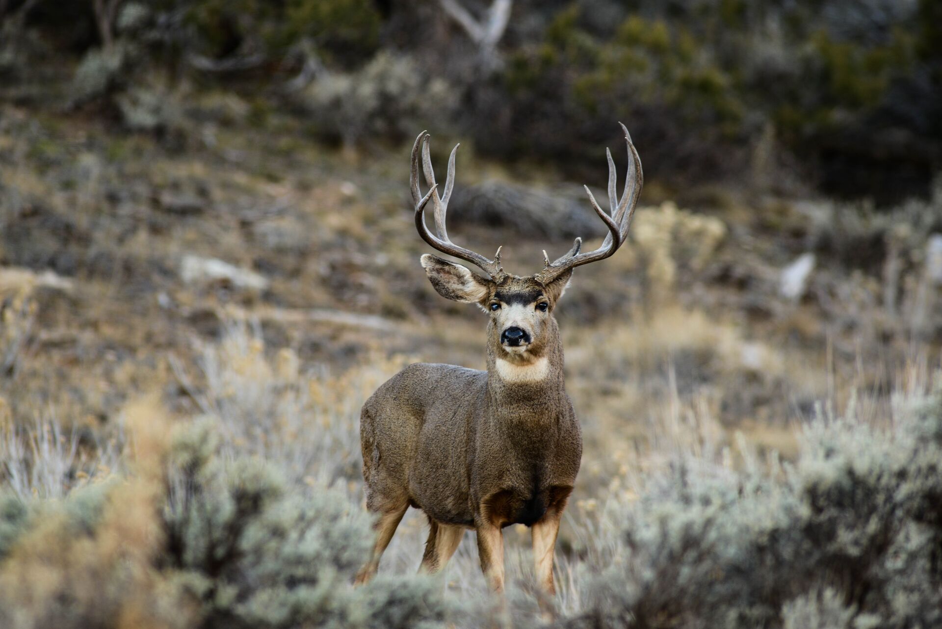 A mule deer in a field, deer season in Colorado concept.