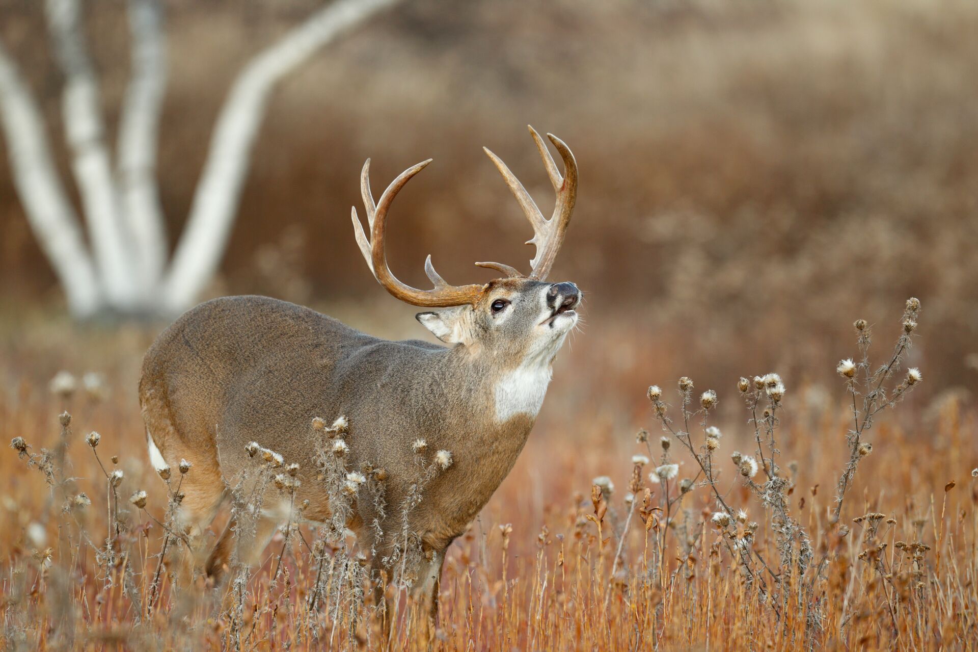 A whitetail buck calling in a field, hunting deer concept.