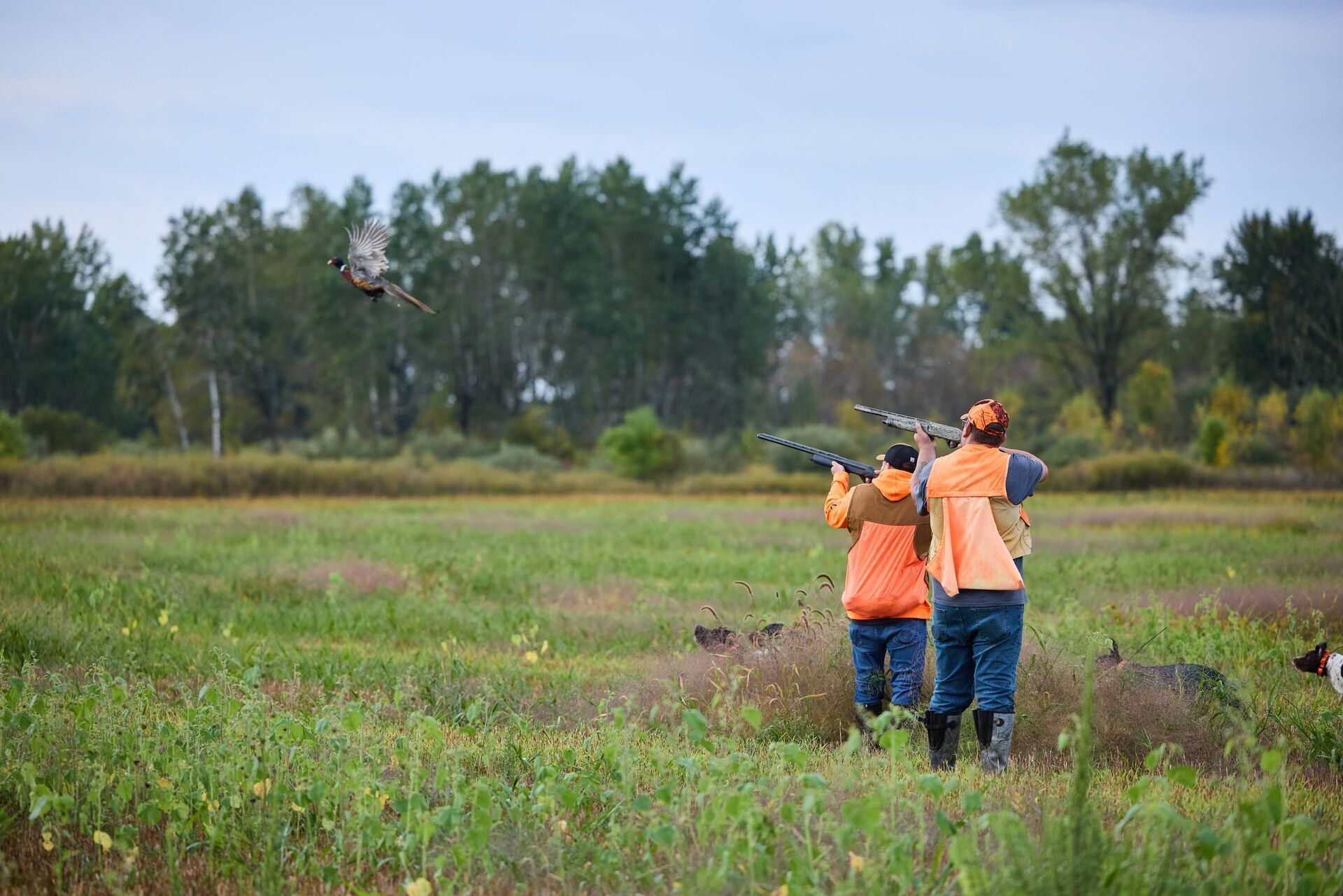 Two hunters in blaze orange aim at pheasant in the air.