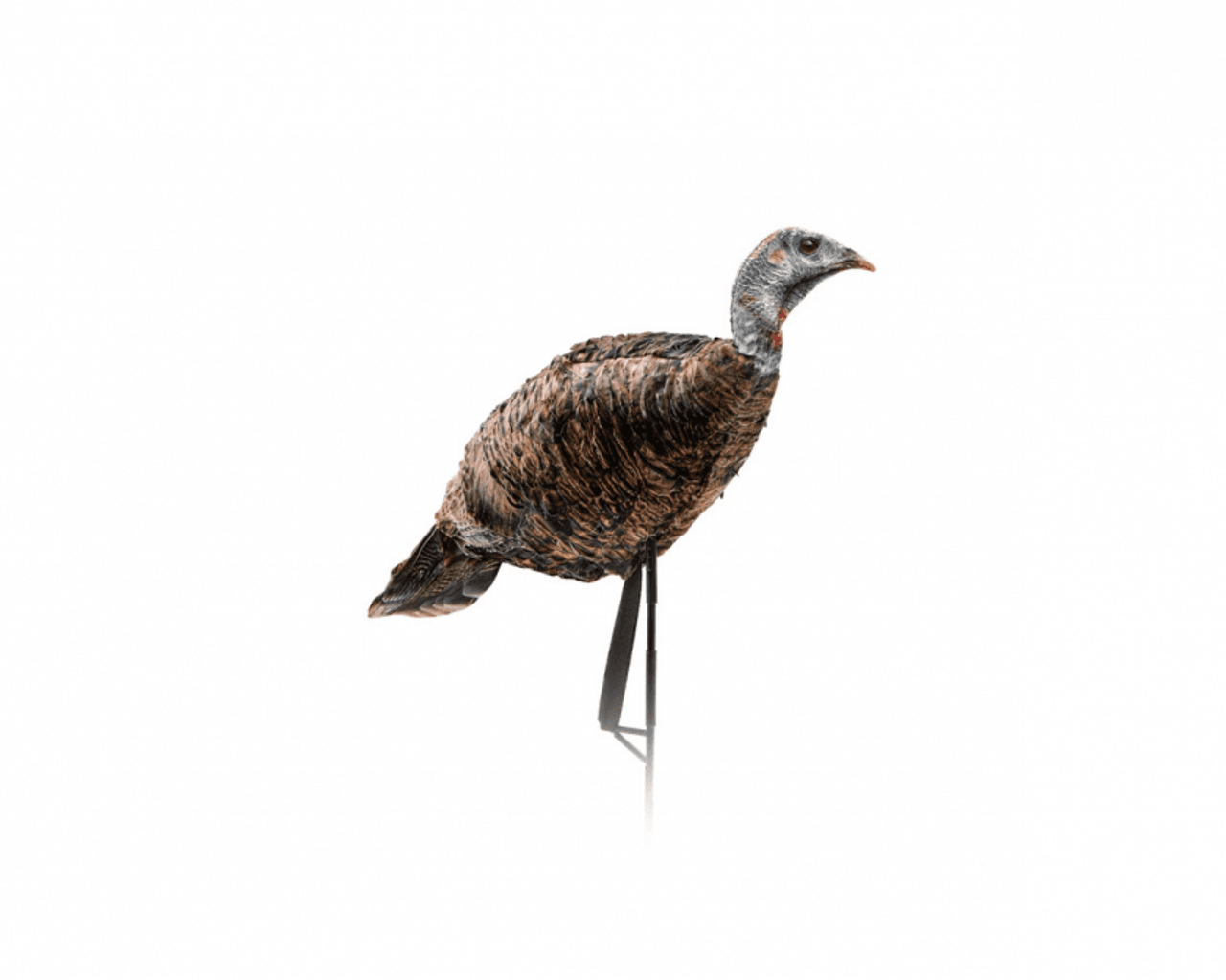 Montana Decoy MissPurrfect XS Turkey Hen, best turkey decoys concept.