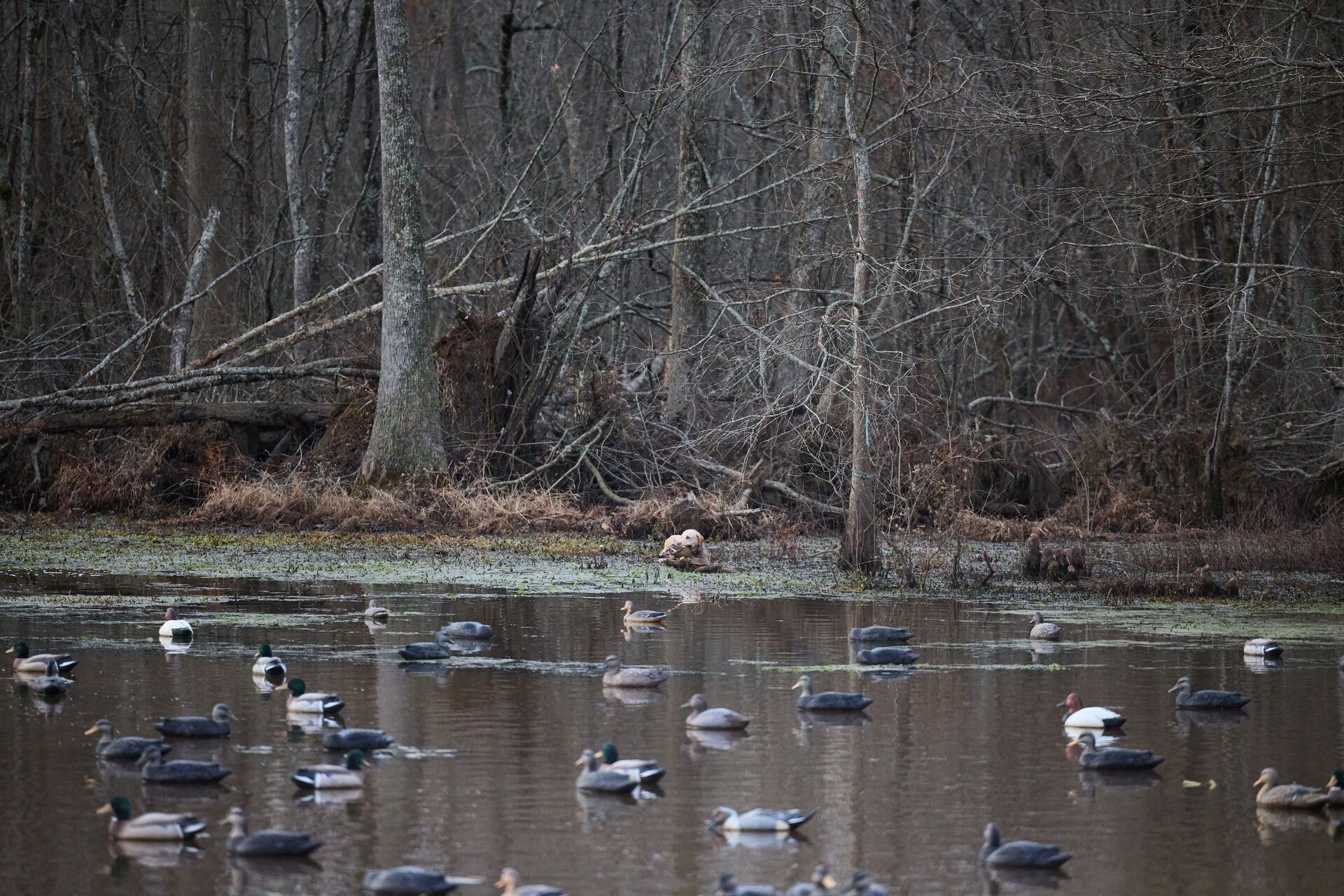 Many duck decoys on the water, waterfowl hunting season public land concept.