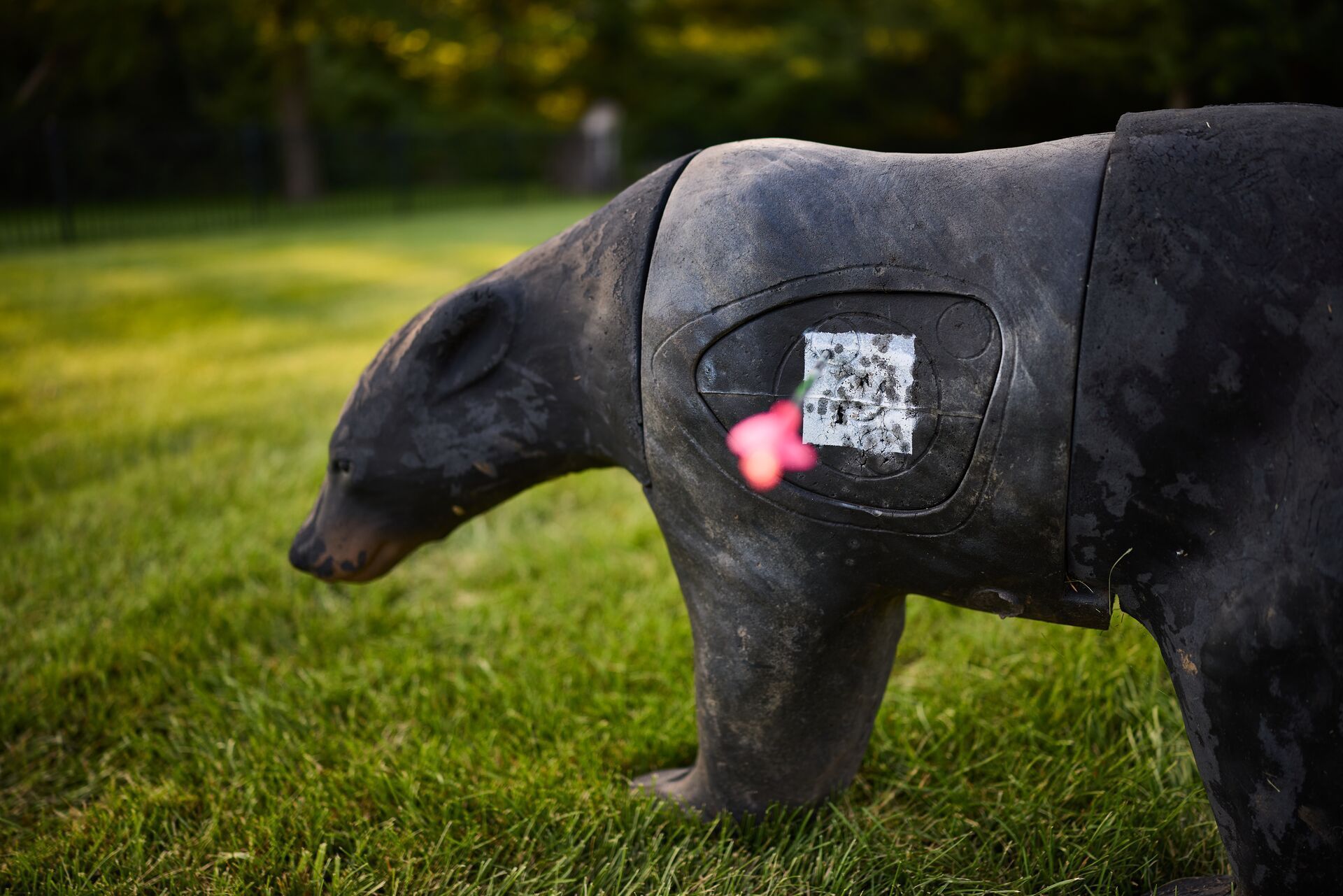 Arrows in a target on a bear decoy, archery bear hunting shot placement concept.