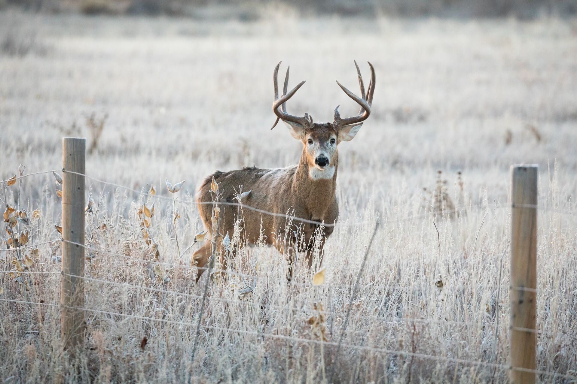 A whitetail buck stands on the other side of a wire fence, Oklahoma deer season concept.