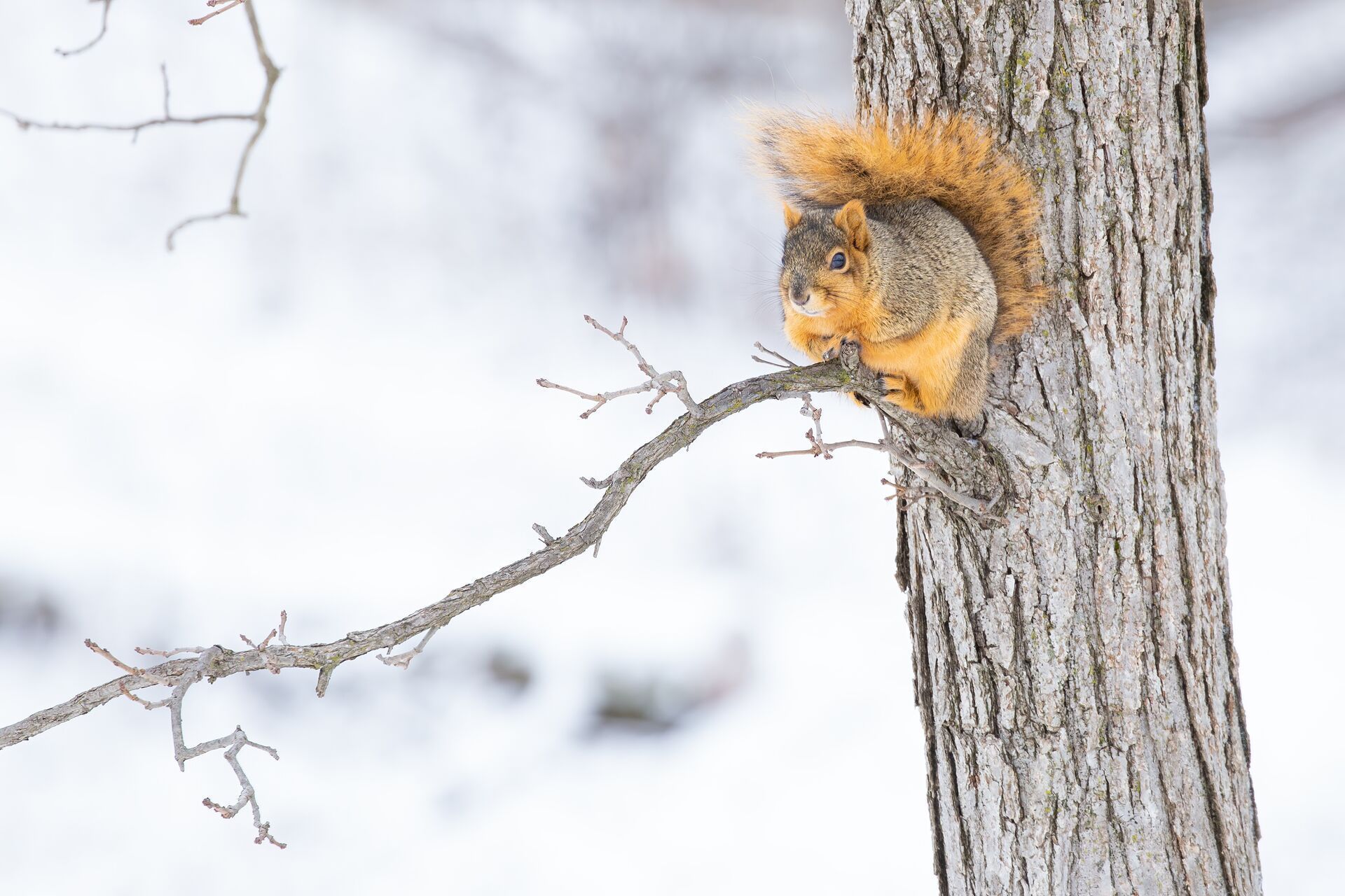 Squirrel sits still on a tree branch, squirrel hunting tips concept.