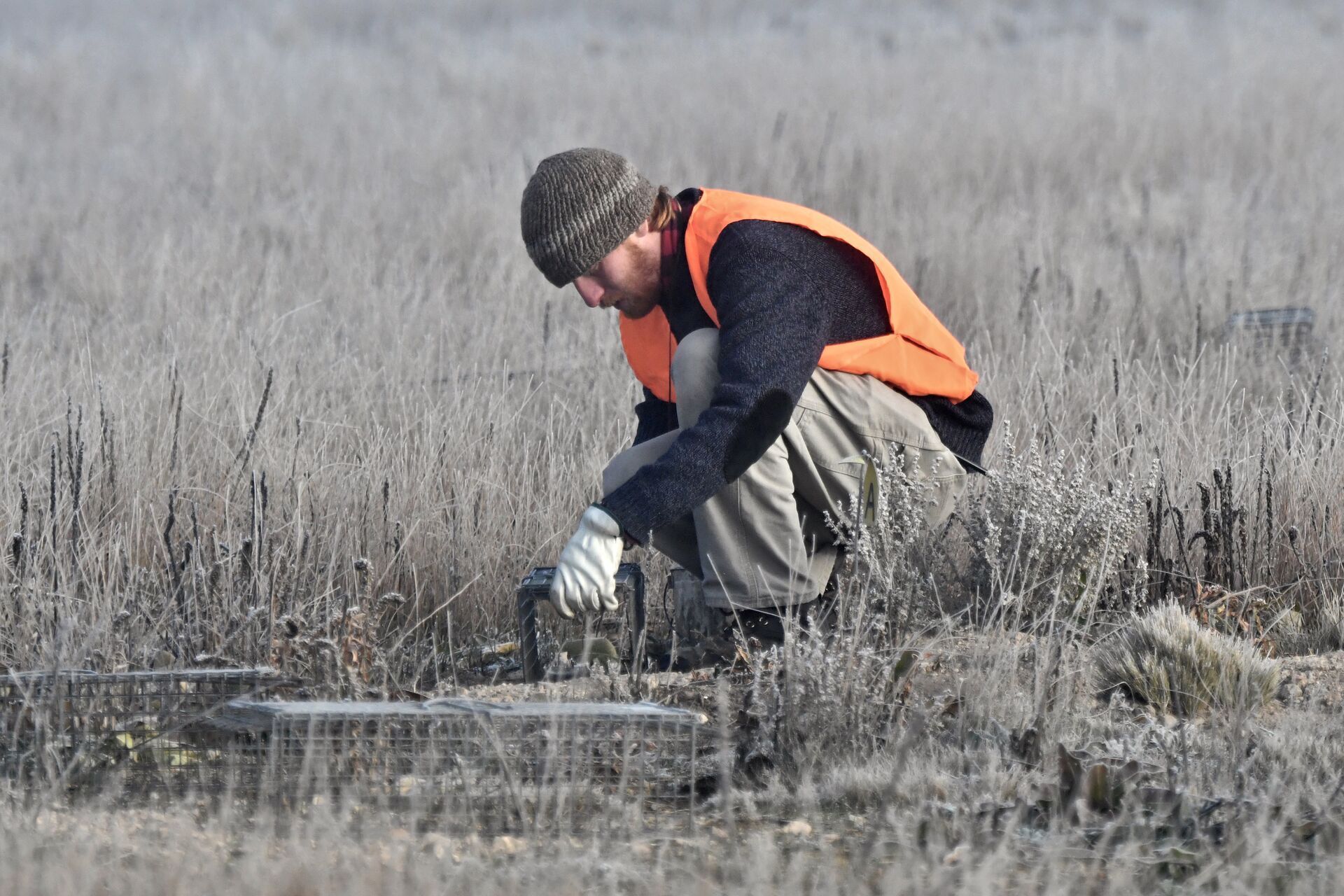 Hunter wears a blaze orange vest and sets live animal trap.