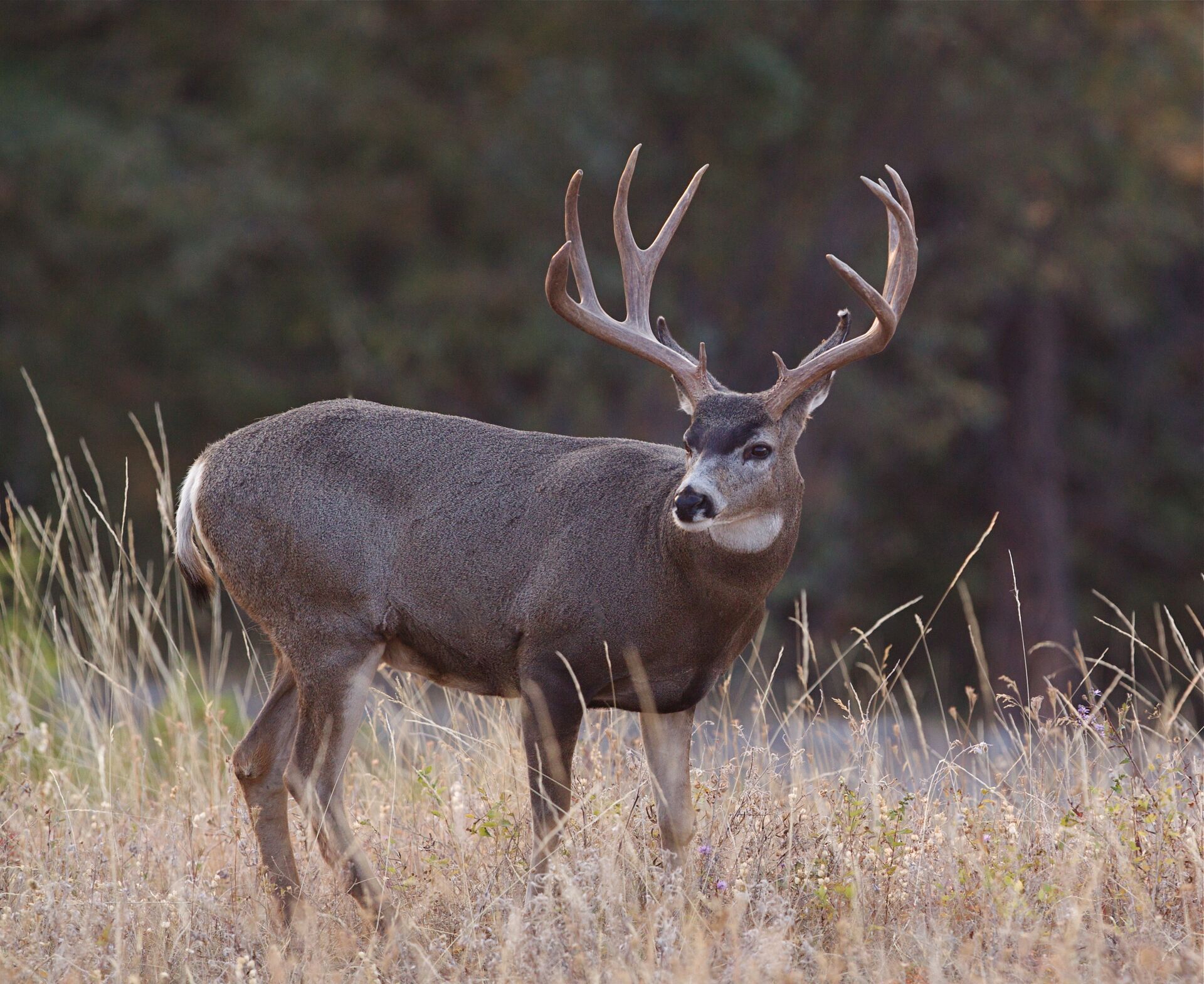 A mule deer in a field, deer hunting season in New Mexico concept.