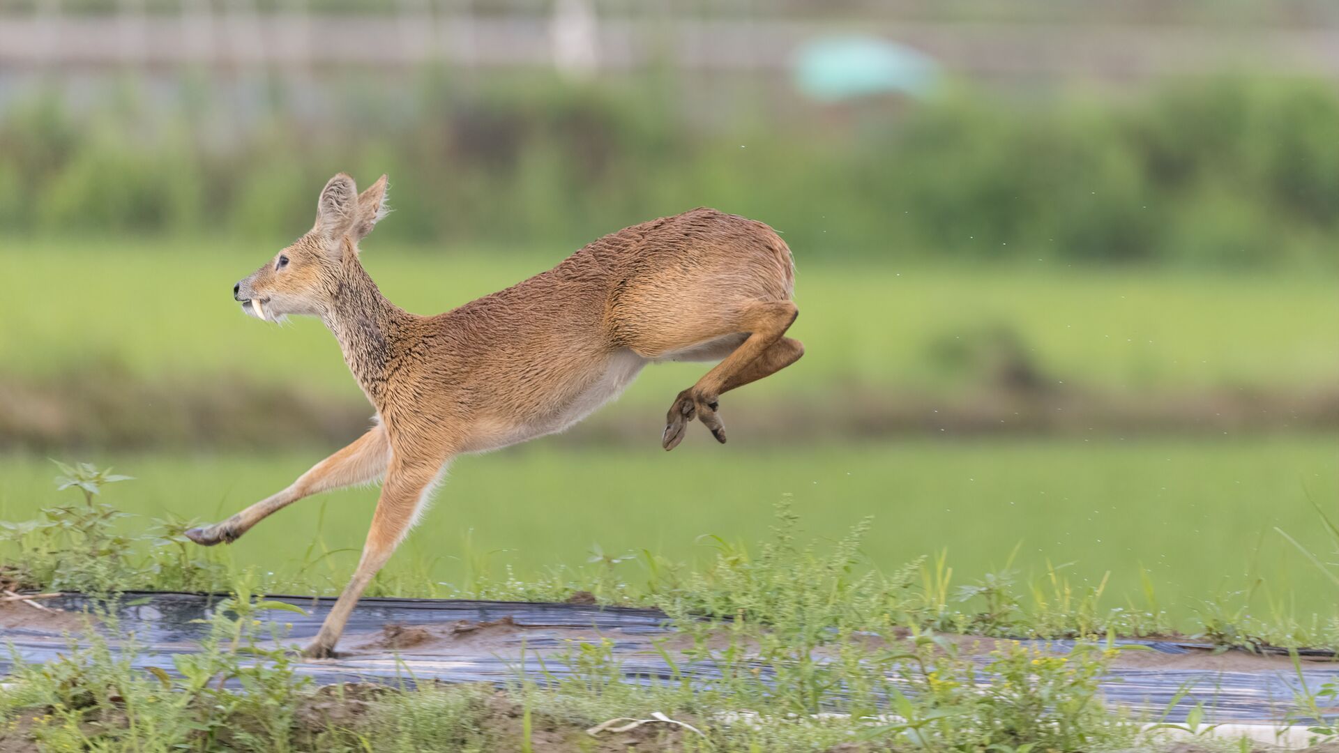 A running vampire deer, are vampire deer real concept.