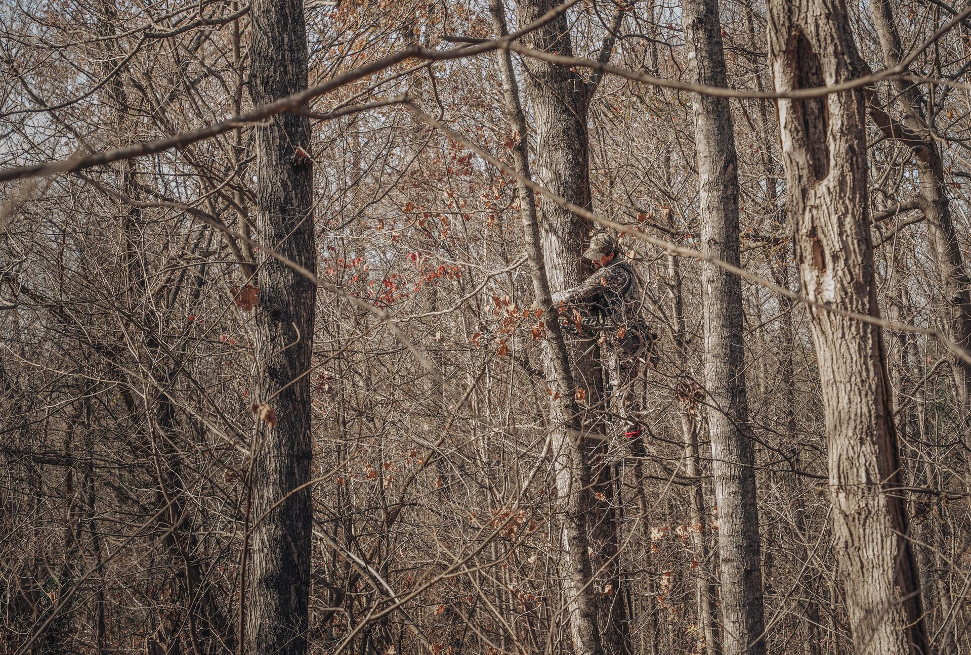 A hunter securing a tree saddle in a tree.