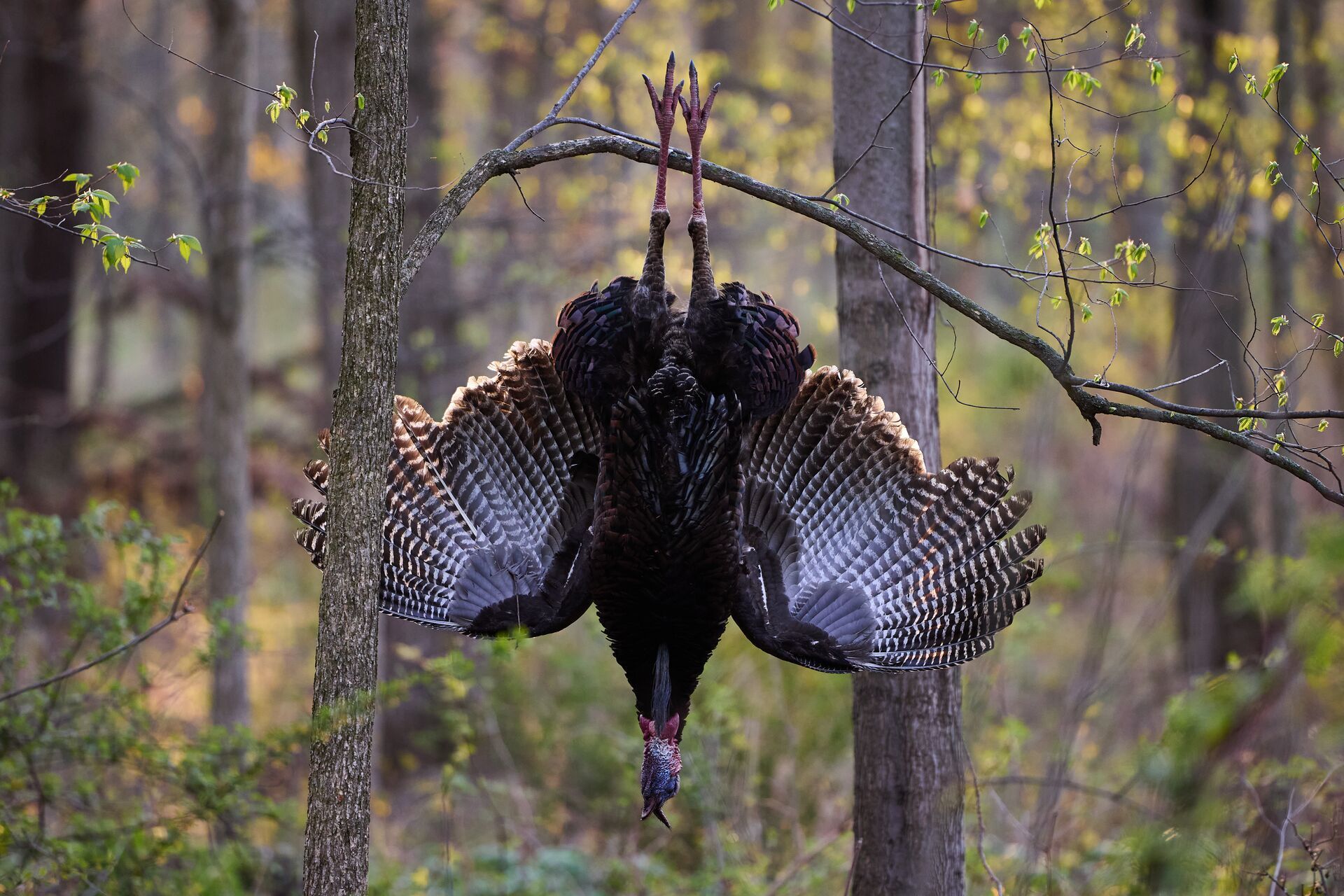 Turkey hung from a tree after hunt, Arizona turkey hunting tips concept.