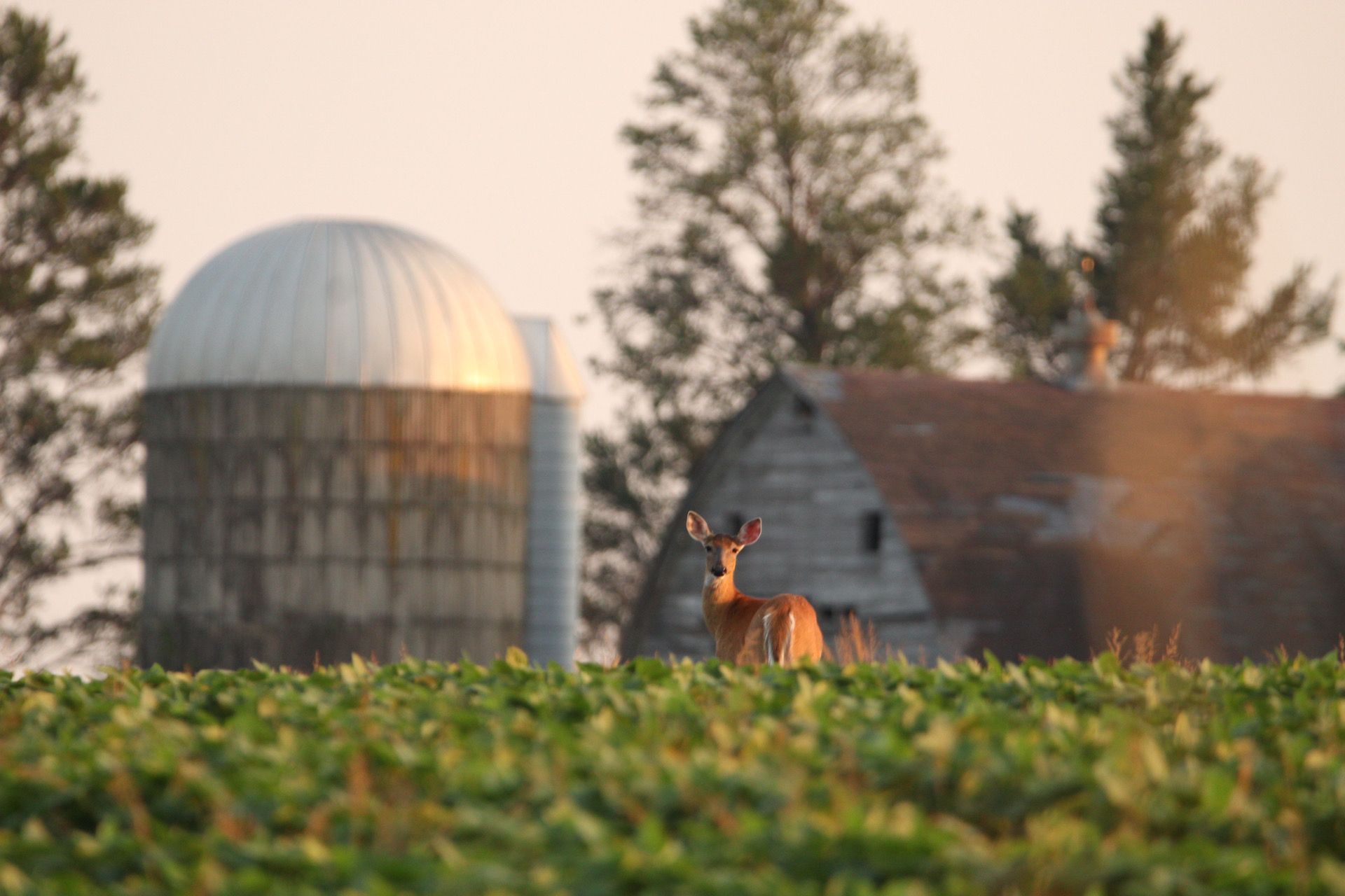 A deer in a green field with a barn and silo in the background, using a deer feeder concept.