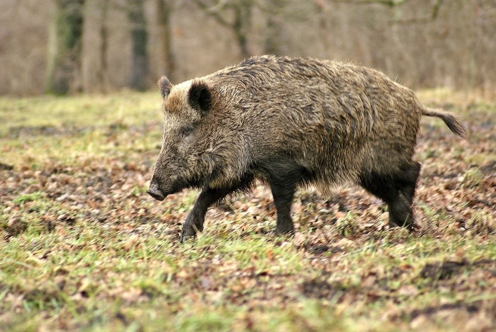 A wild hog walks through a field, what to hunt in the spring concept.