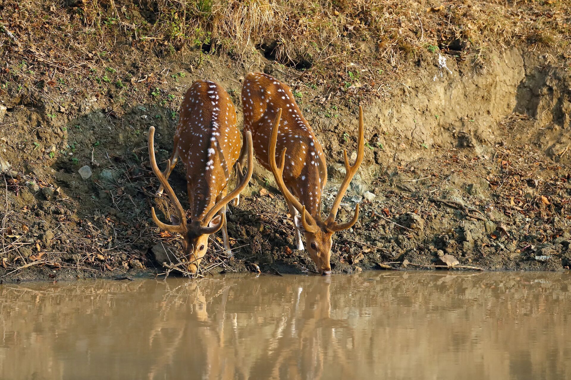 Two axis deer bucks drink from a river.