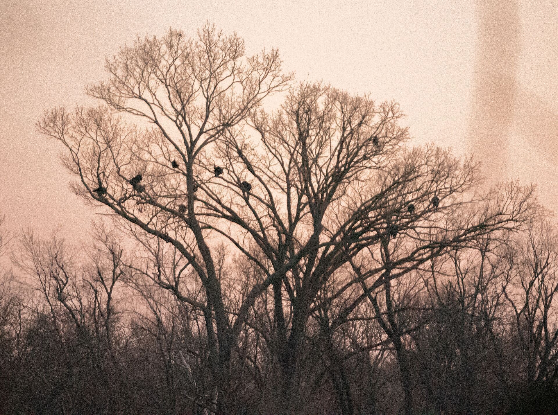 Turkeys roosting in trees, best turkey hunting states concept.