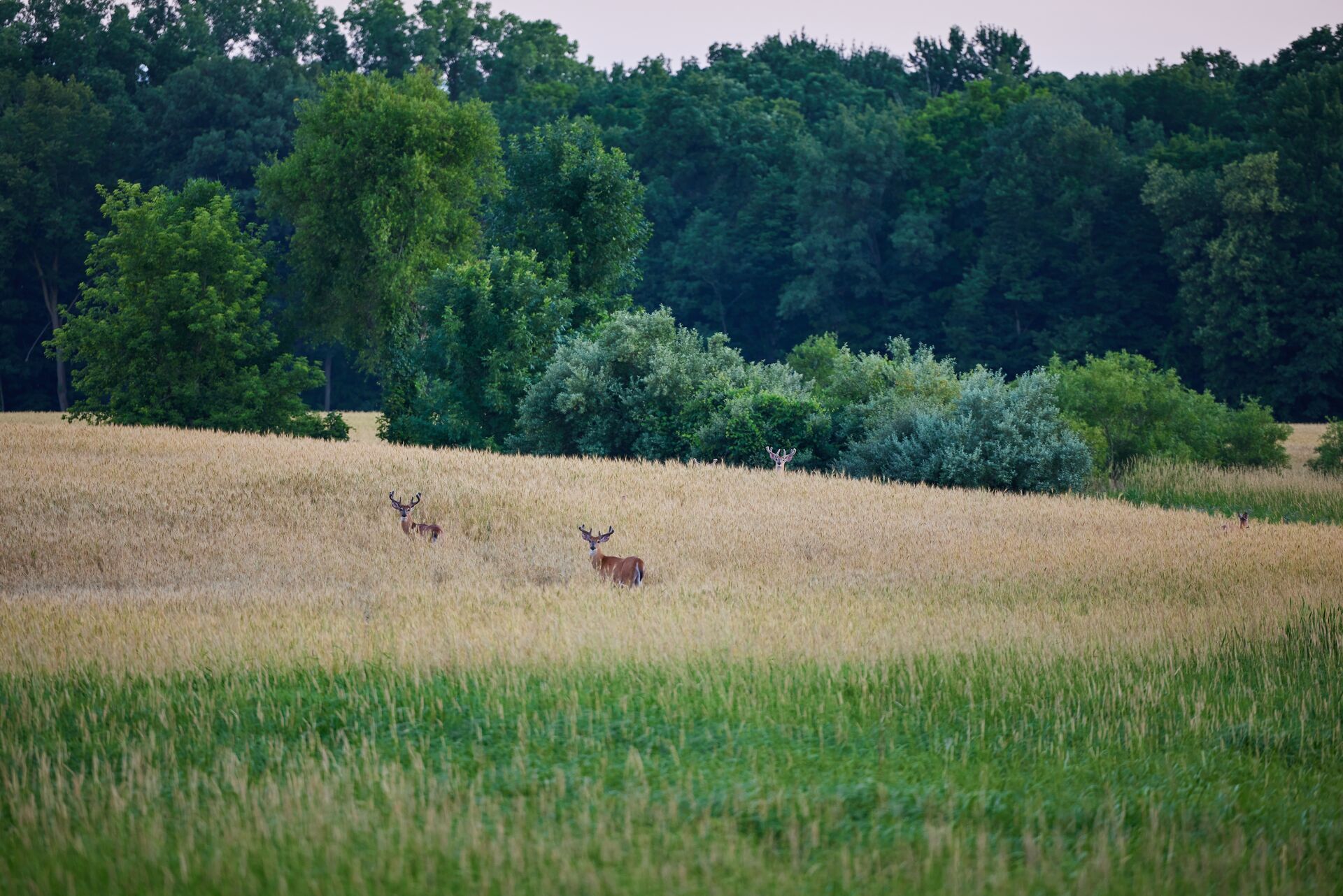 Two whitetail bucks in a field in the distance, finding public hunting land near me concept.