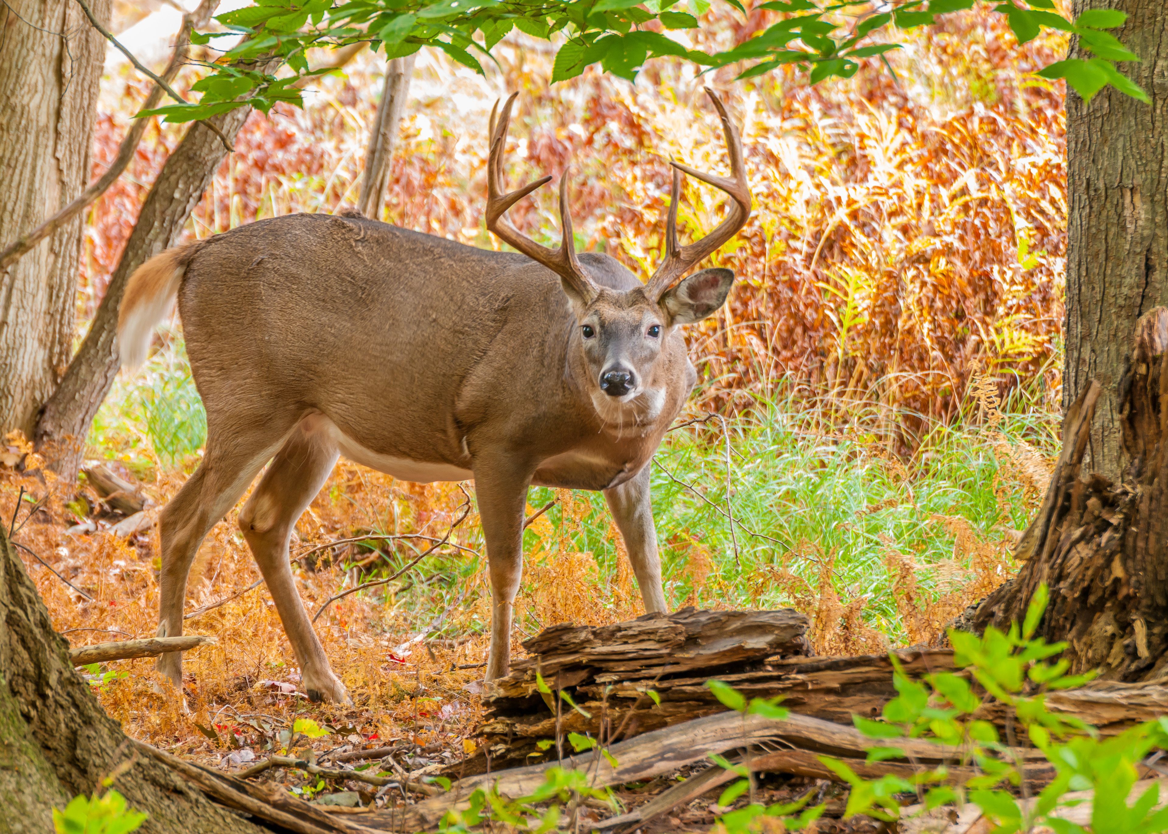 A whitetail buck in the forest, using cellular trail cams concept.