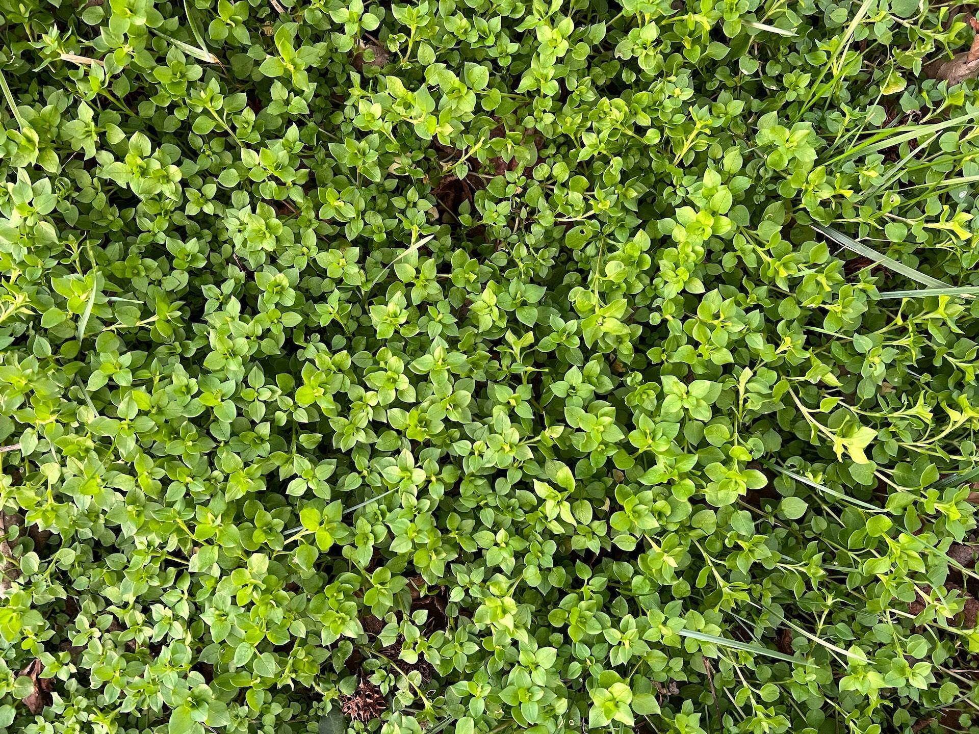 Wild greens, hunting and foraging for edibles concept.