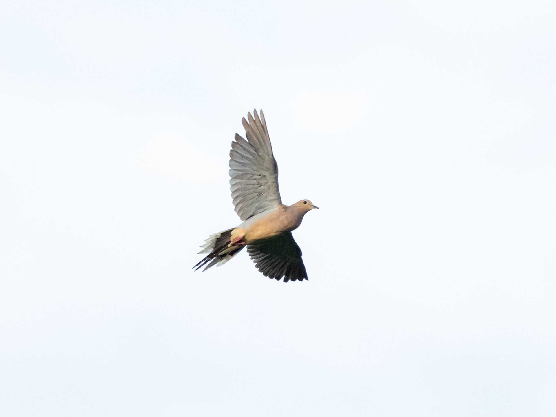 Dove in flight against the sky, dove season Georgia concept.