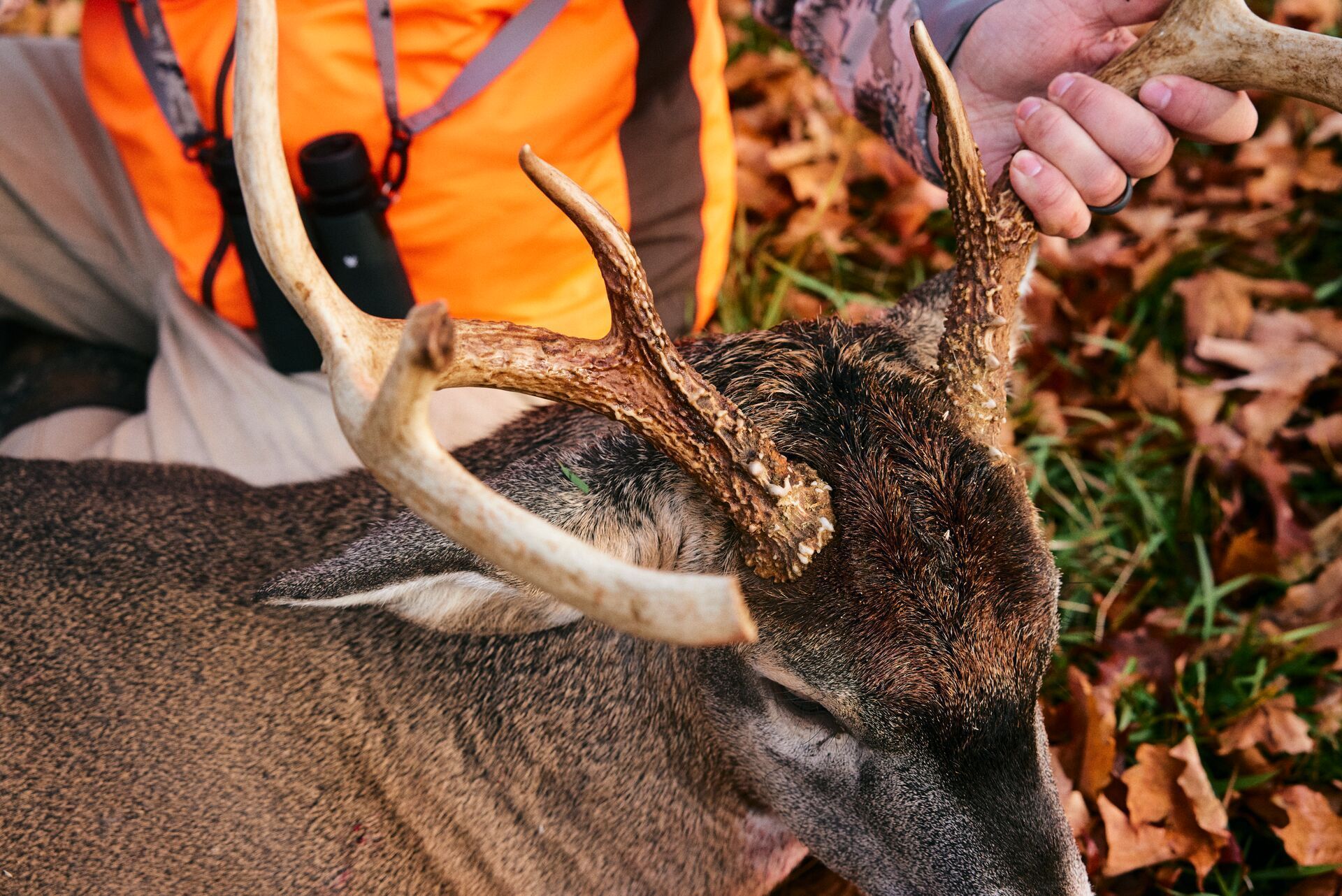 Close-up of a hunter holding up a deer