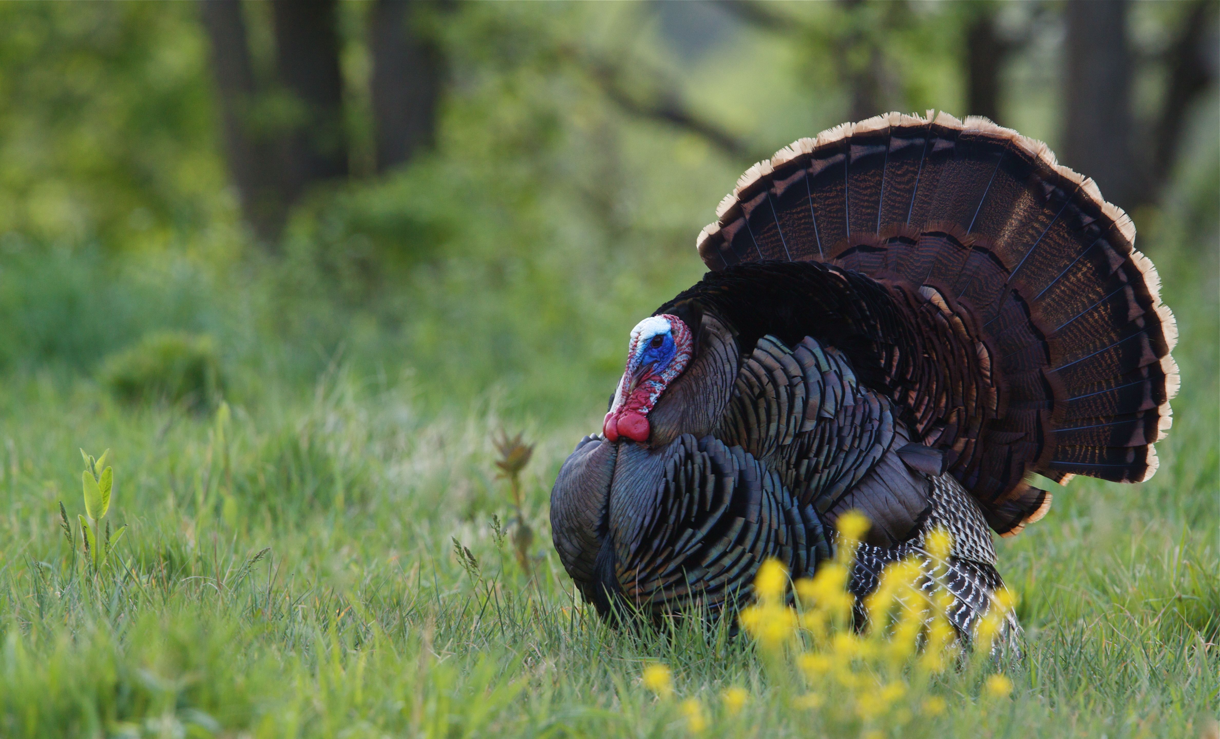 An Eastern wild turkey, hunting Alabama turkey season concept.