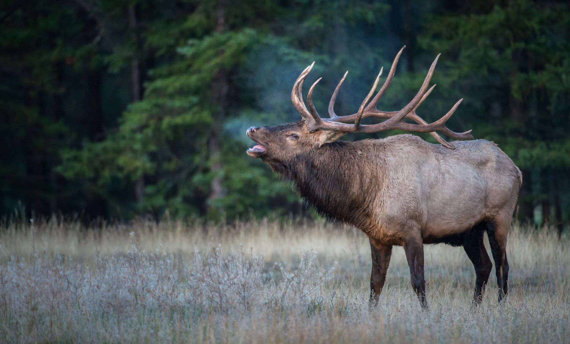 Elk bugling showing cold weather breath.