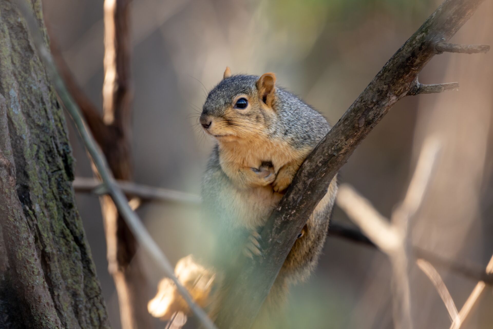 Squirrel on a branch in the trees.