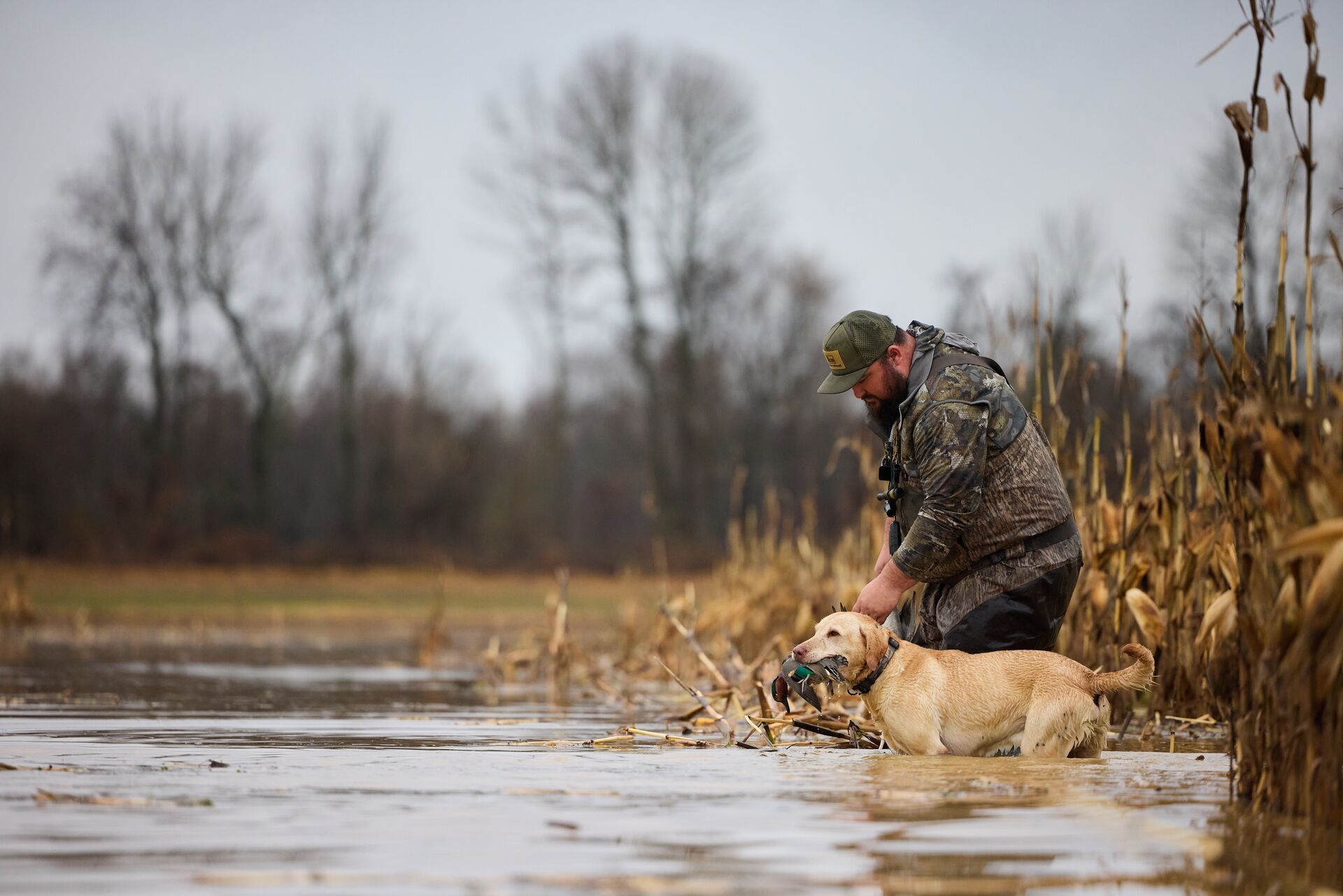 A dog retrieves a duck from the water and brings it to a waterfowl hunter.
