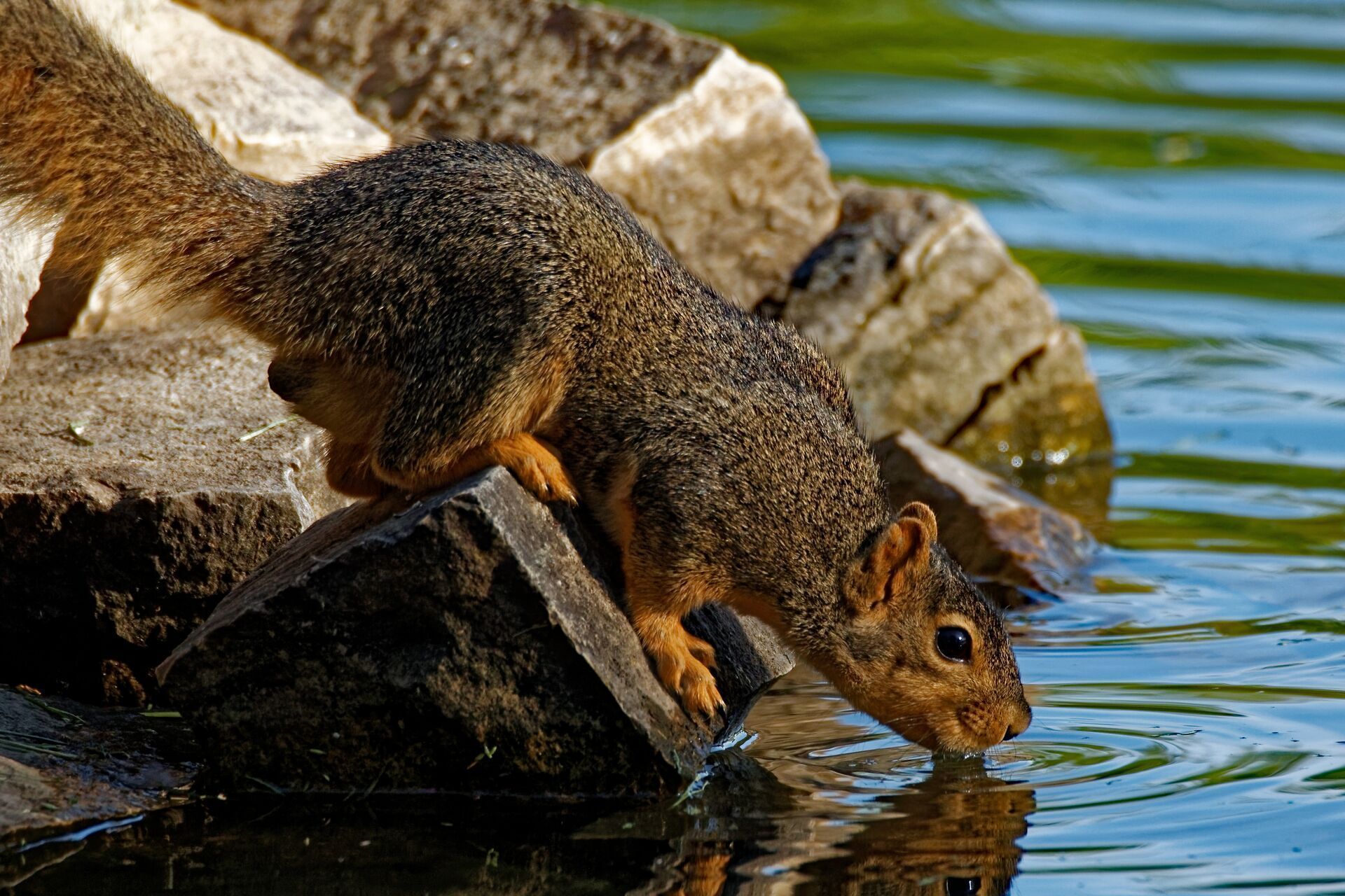 Squirrel drinks from pond, squirrel hunting season concept.
